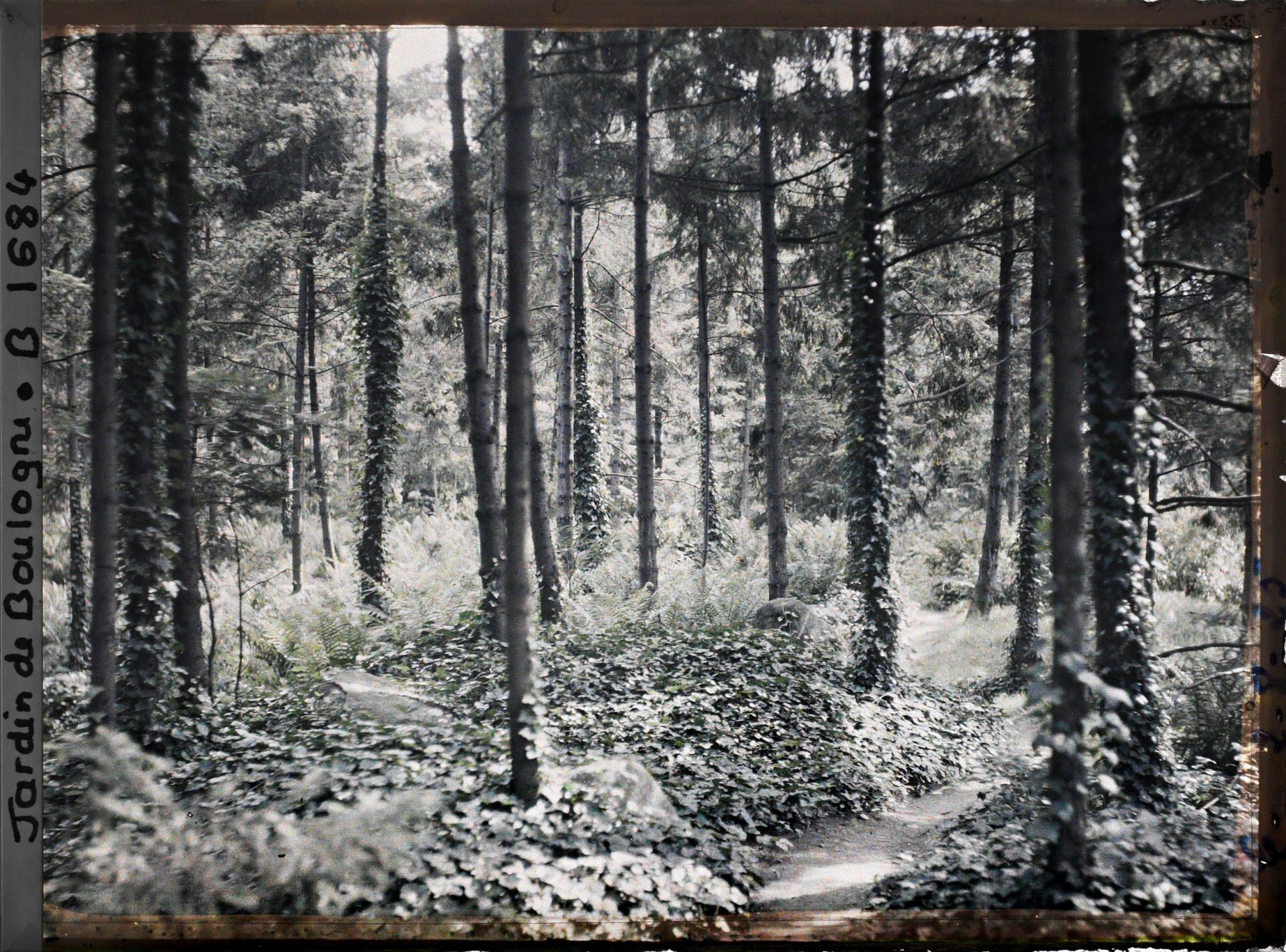 Image représentant La forêt vosgienne