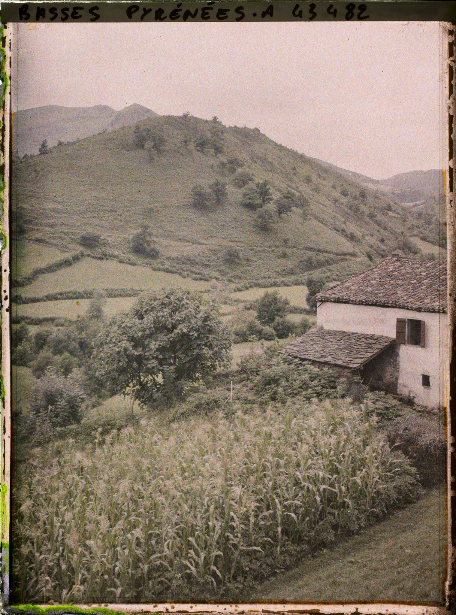 Image représentant France, Bidarray, La Culture du Maïs