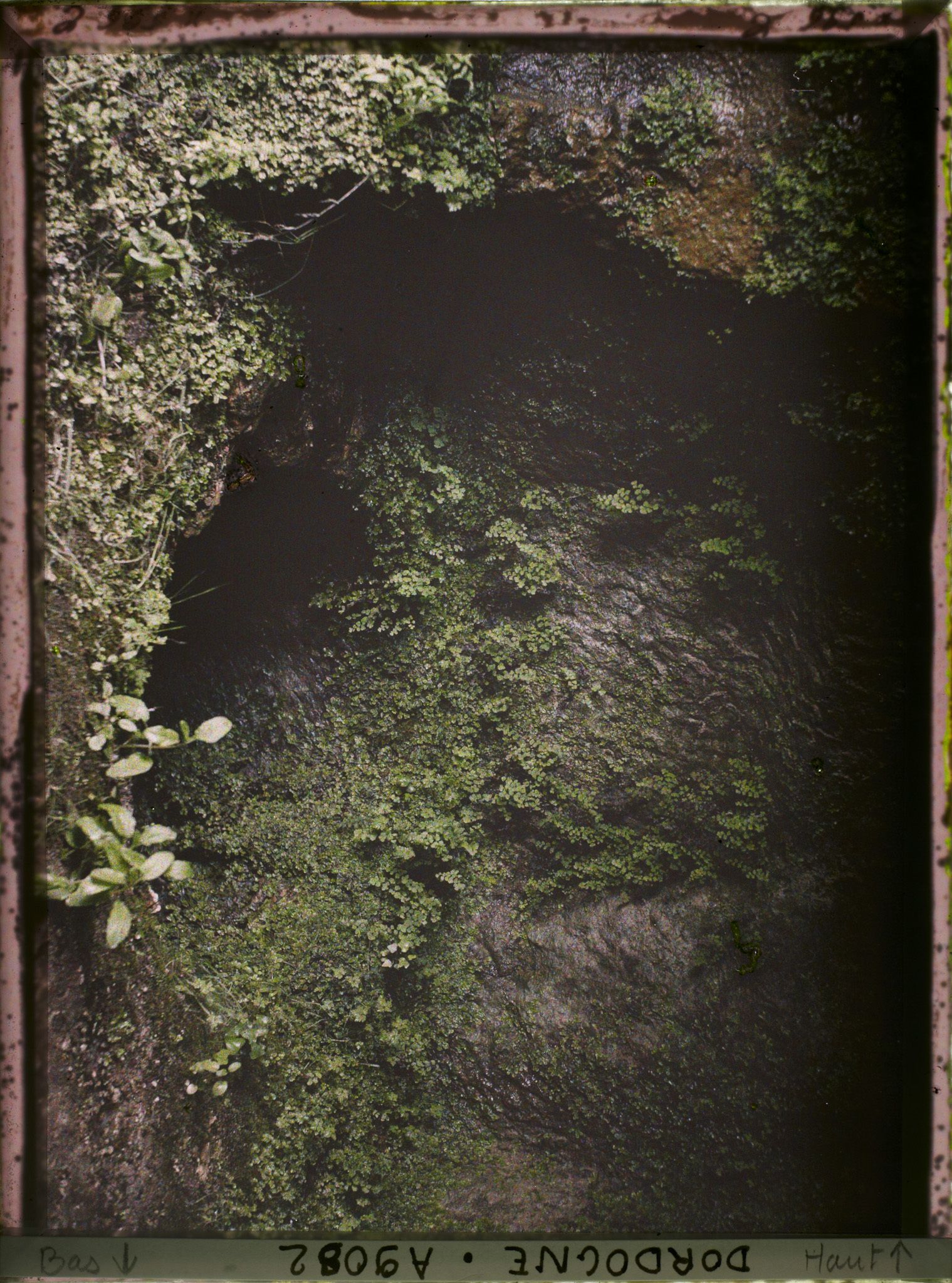 Image représentant France, Gorge d'Enfer ; une chambre à un niveau aquifère dans la falaise : végétation de Capillaires et d'algues
