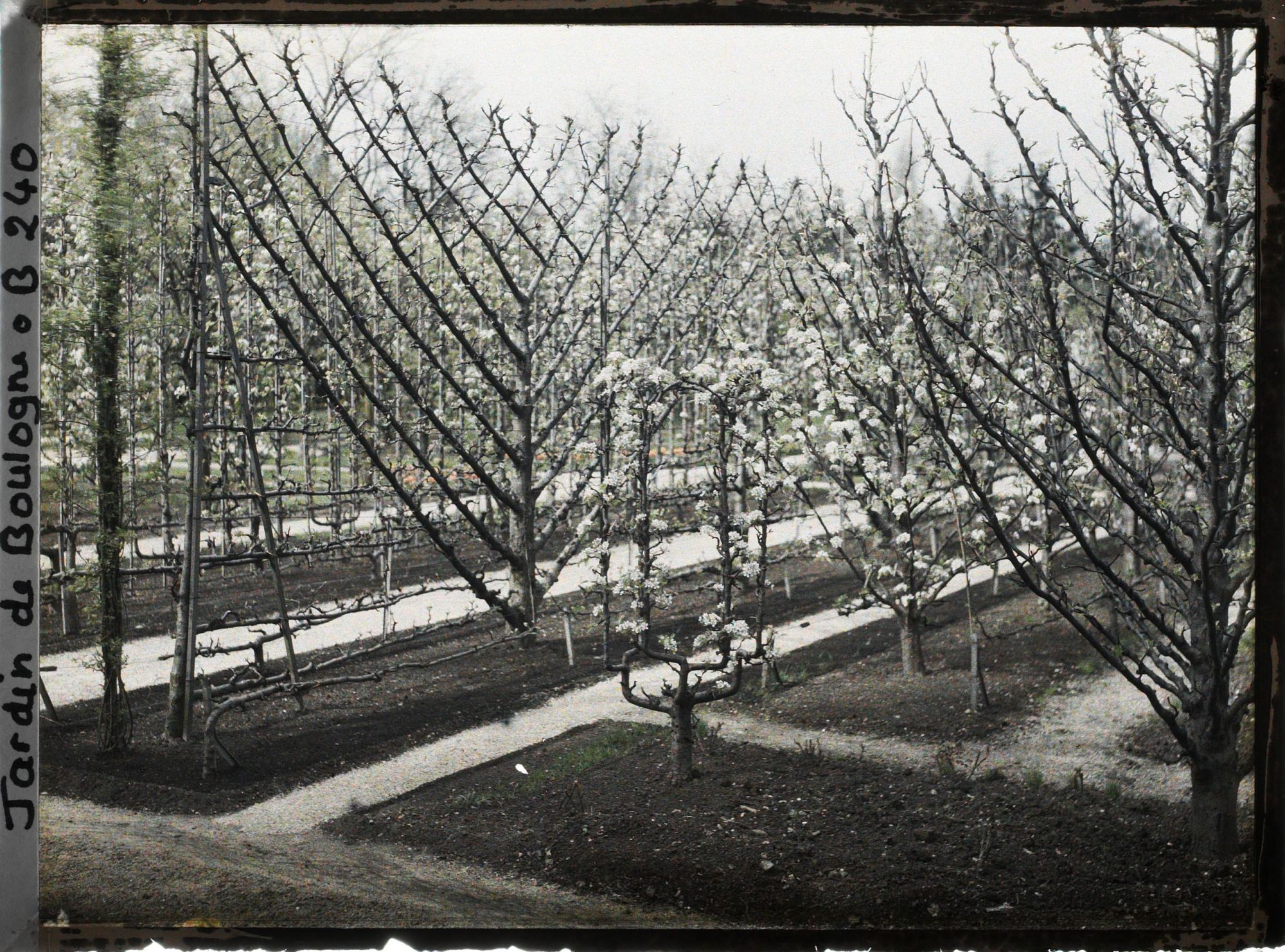 Image représentant Fruitiers en fleurs de formes variées, en partie sud-est du verger-roseraie, vus vers la forêt bleue