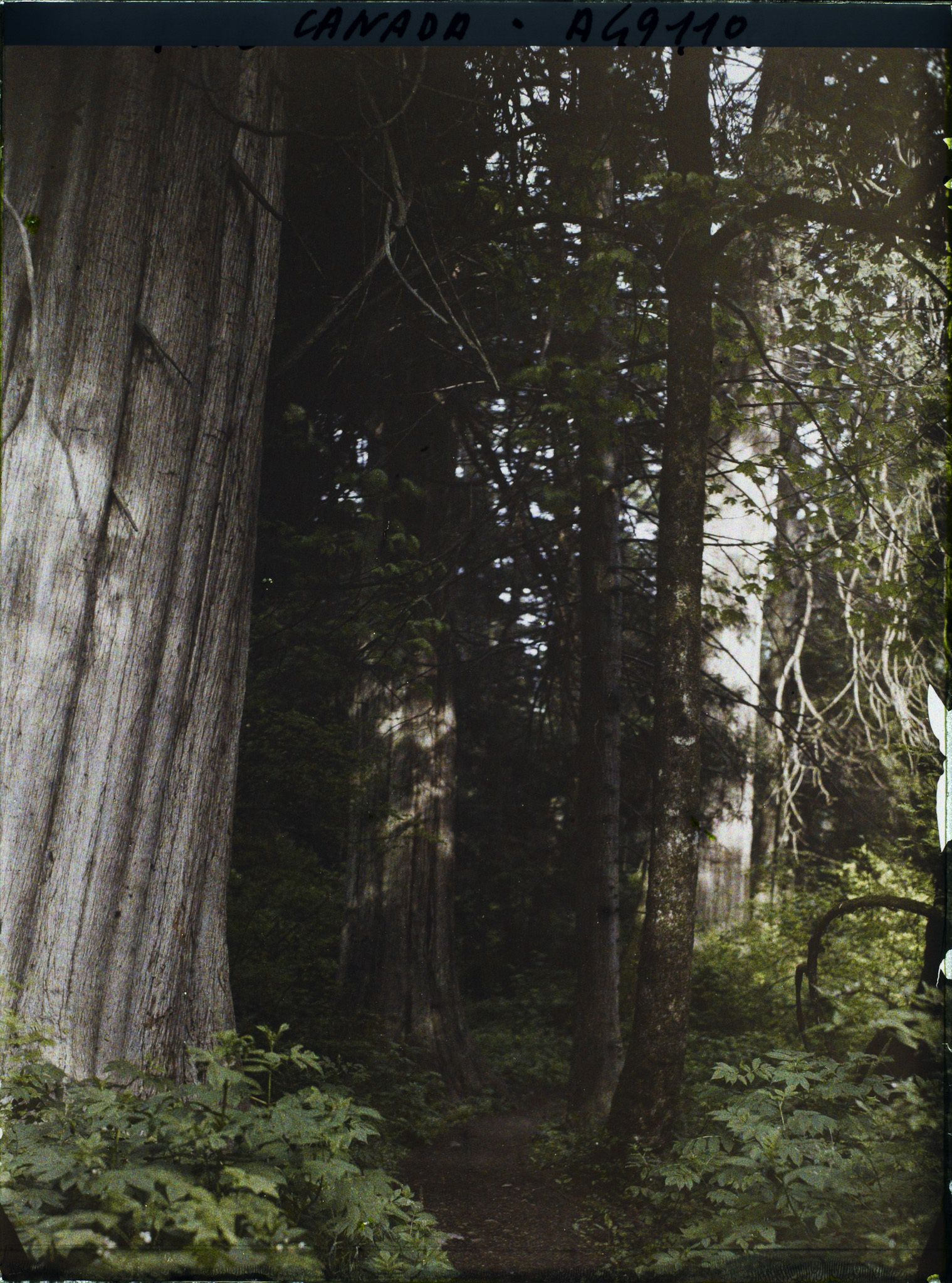 Image représentant Canada, Vancouver, Un Coin de la Forêt