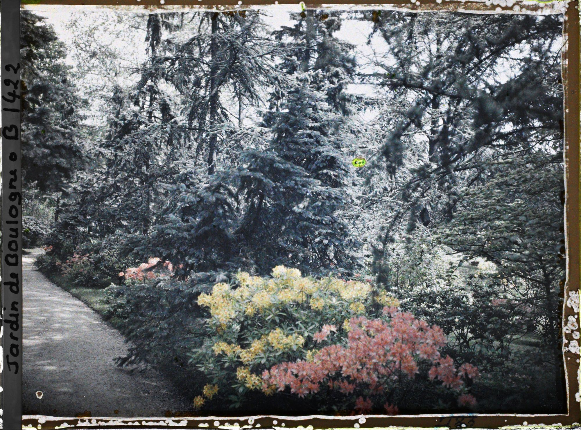 Image représentant Azalées bordant le chemin qui longe le laboratoire. Derrière les sapins de la forêt bleue on devine la pelouse près du  marais (à droite)