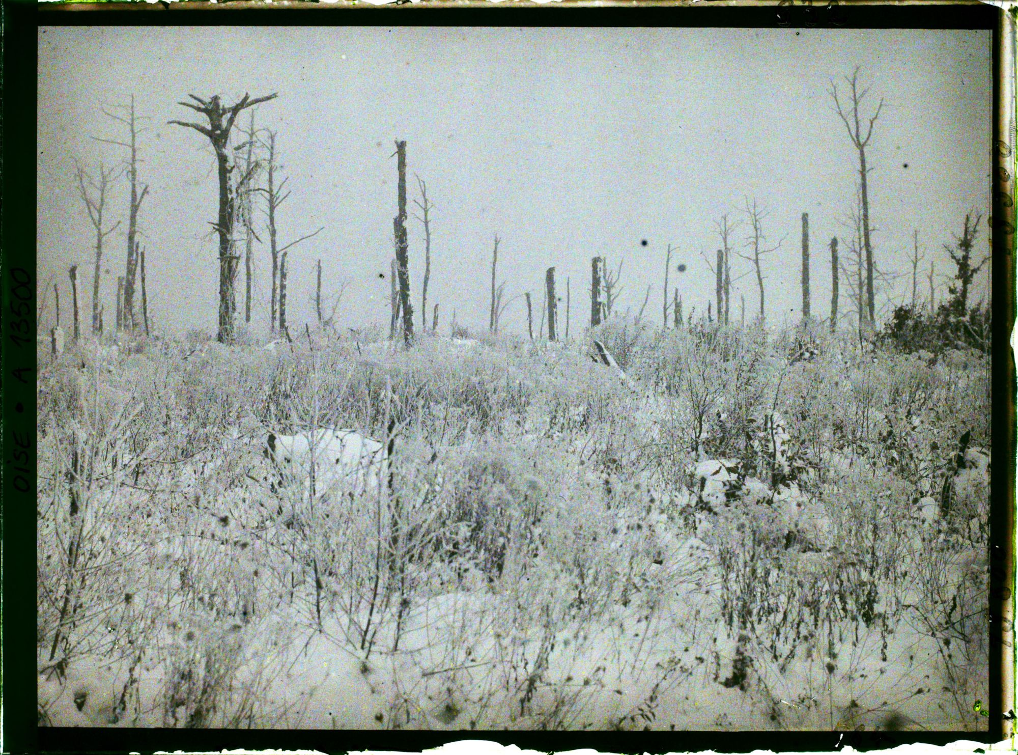 Image représentant France, Bois des Loges, Le Bois des Loges près Lassigny (neige)