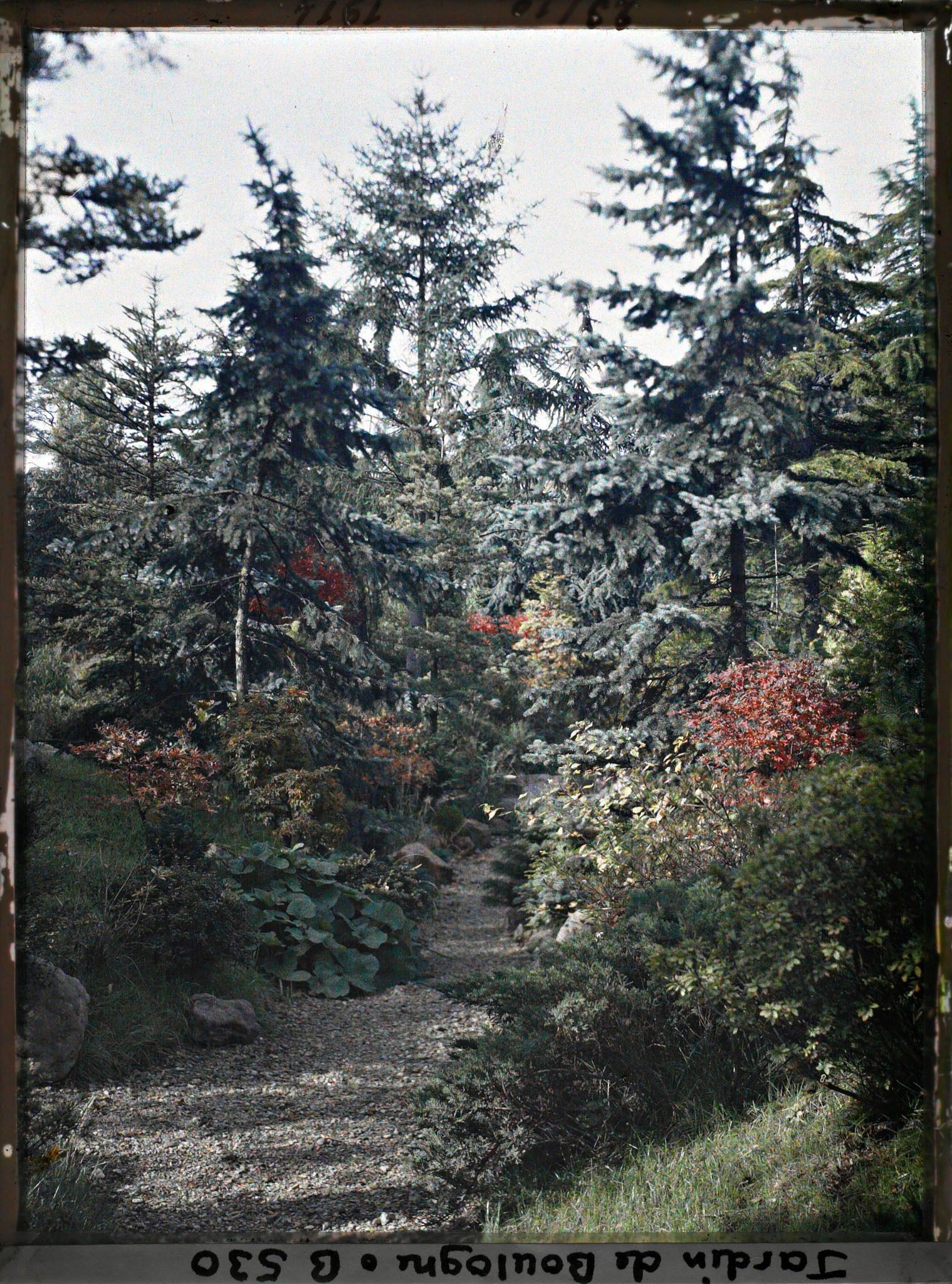 Image représentant Érable rouge au bord d'un chemin du " sanctuaire japonais ", encore proche du " village japonais "