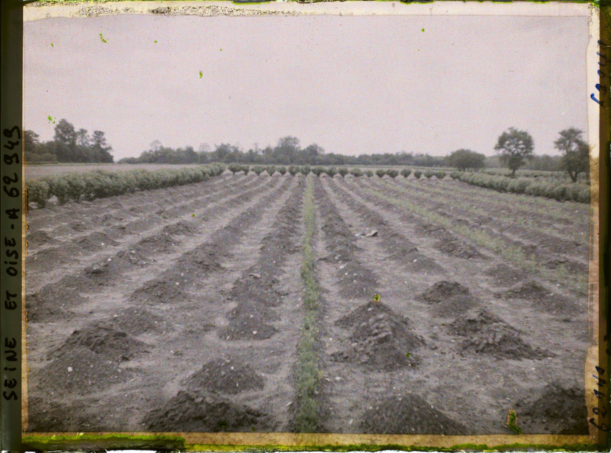 Image représentant Ile de France, Frepillon, Culture d'asperges