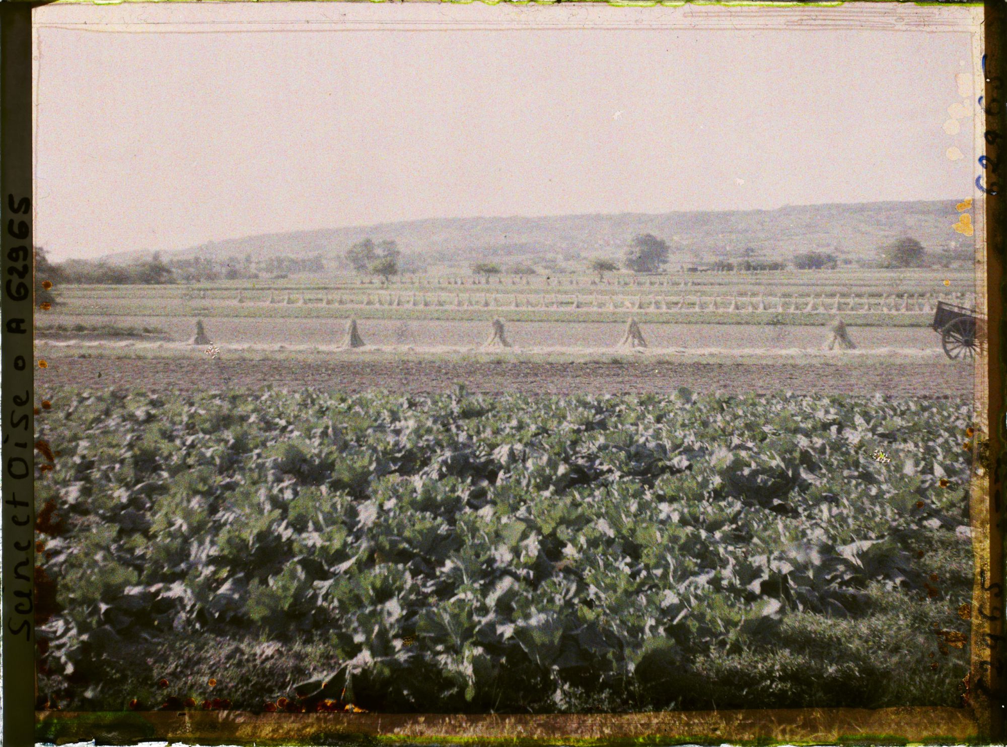 Image représentant Ile de France, Poissy, Choux et seigle moissonné