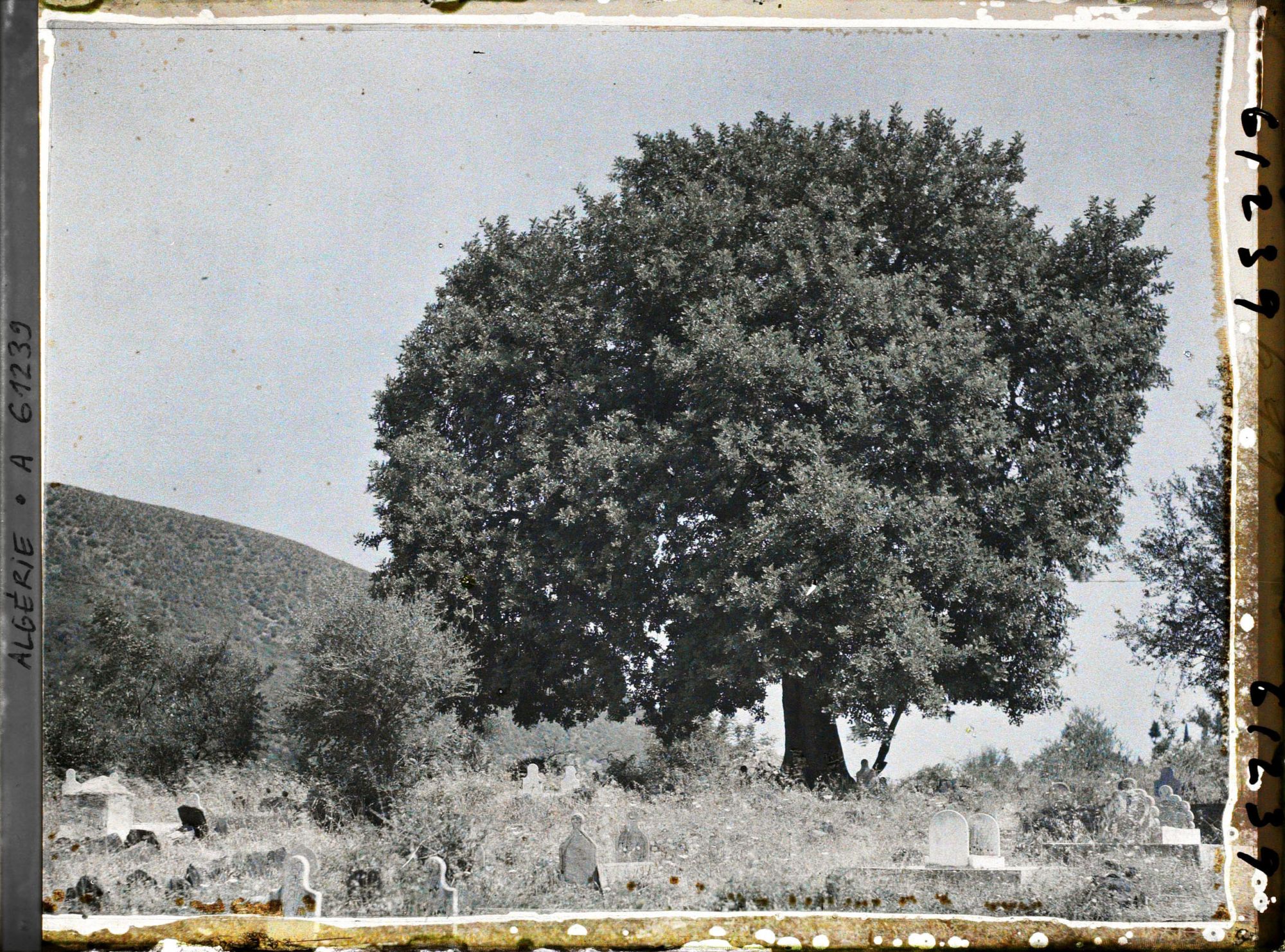 Image représentant Un caroubier centenaire