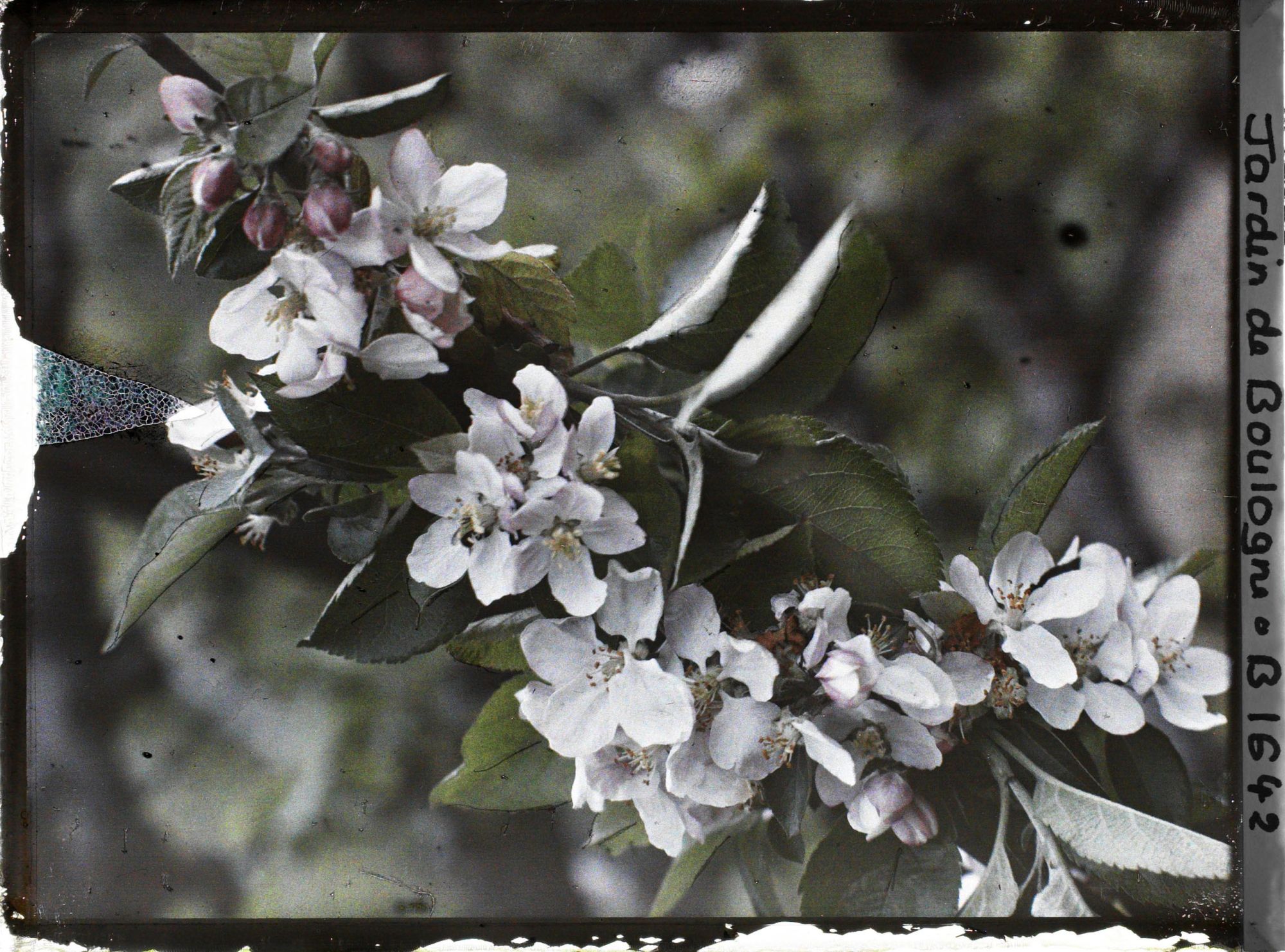 Image représentant Branche de pommier en fleur