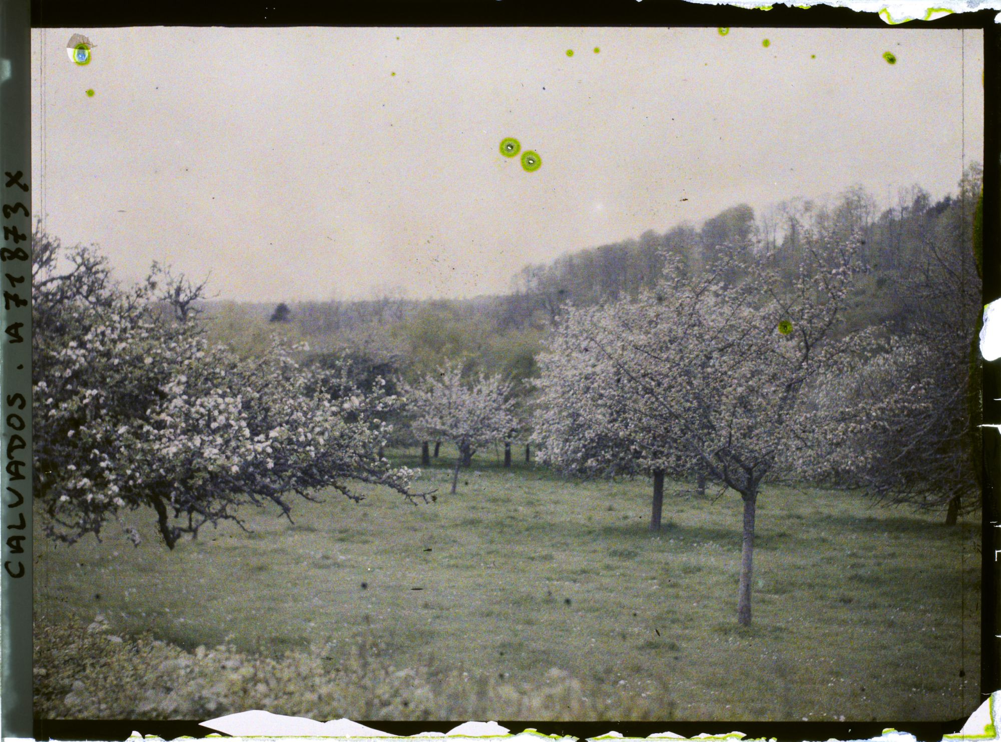 Image représentant Pommiers en fleurs