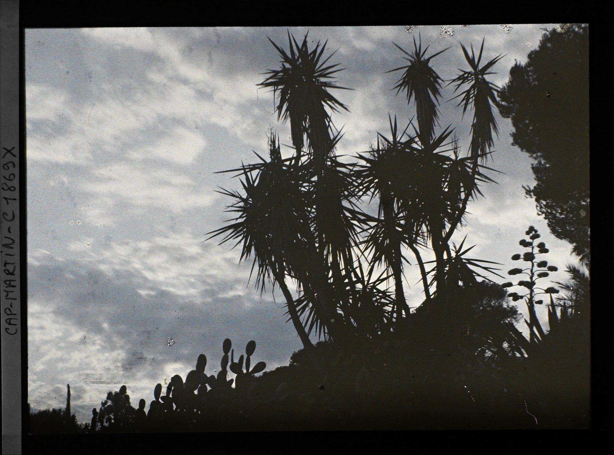 Image représentant Yucca, cactus, fleur d'agave et pins se découpant à contre-jour sur un ciel nuageux