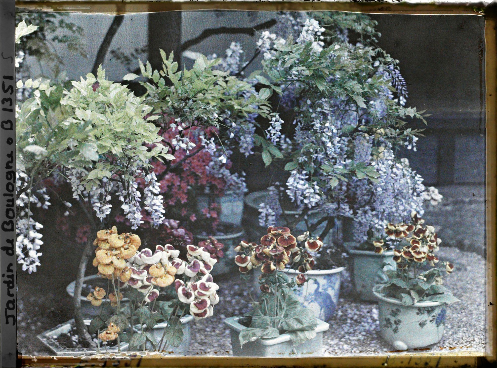 Image représentant Glycines, azalées et calcéolaires en pots fleuries au pied de la maison est du " village japonais "