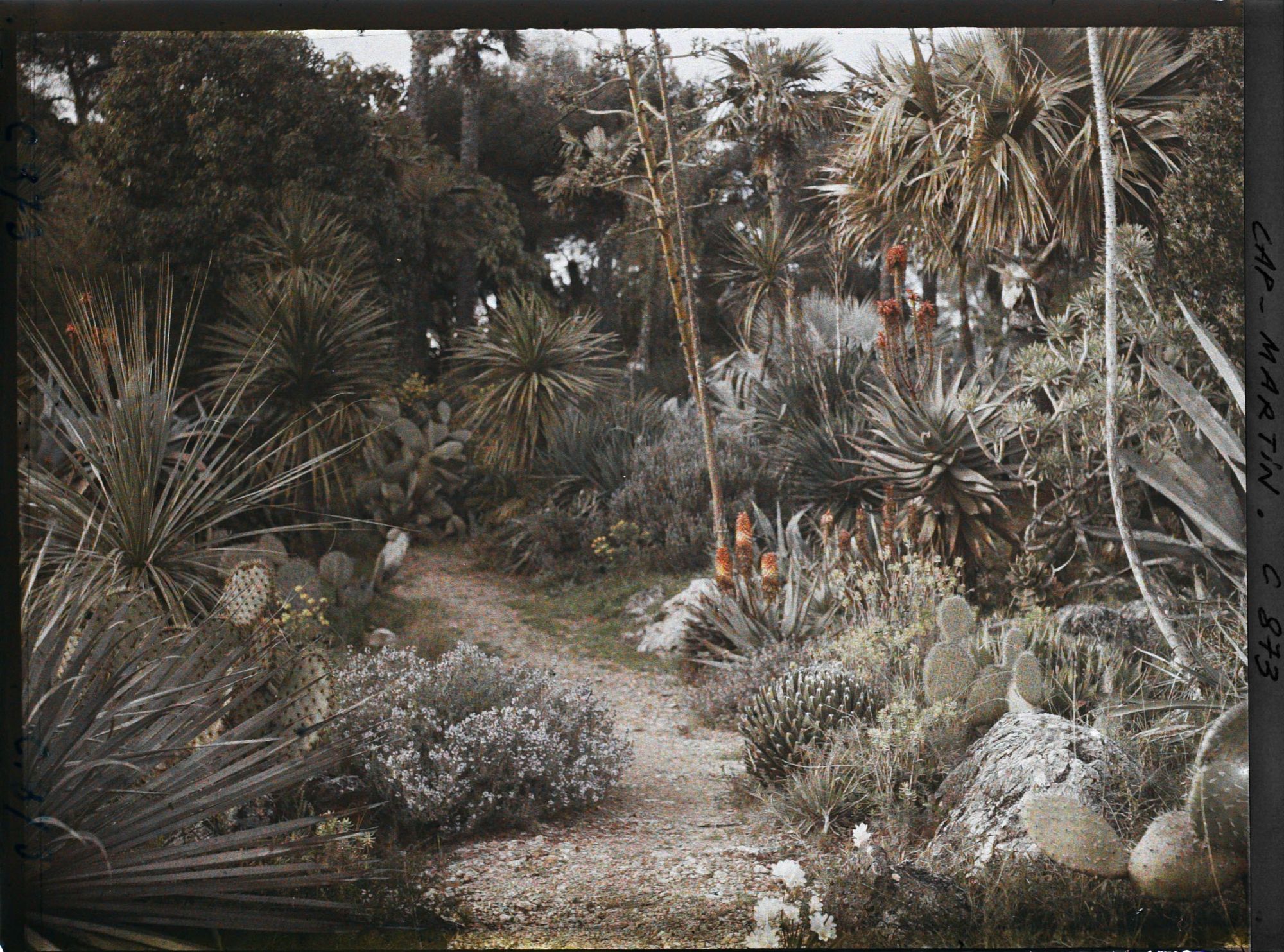 Image représentant Une allée de plantes exotiques