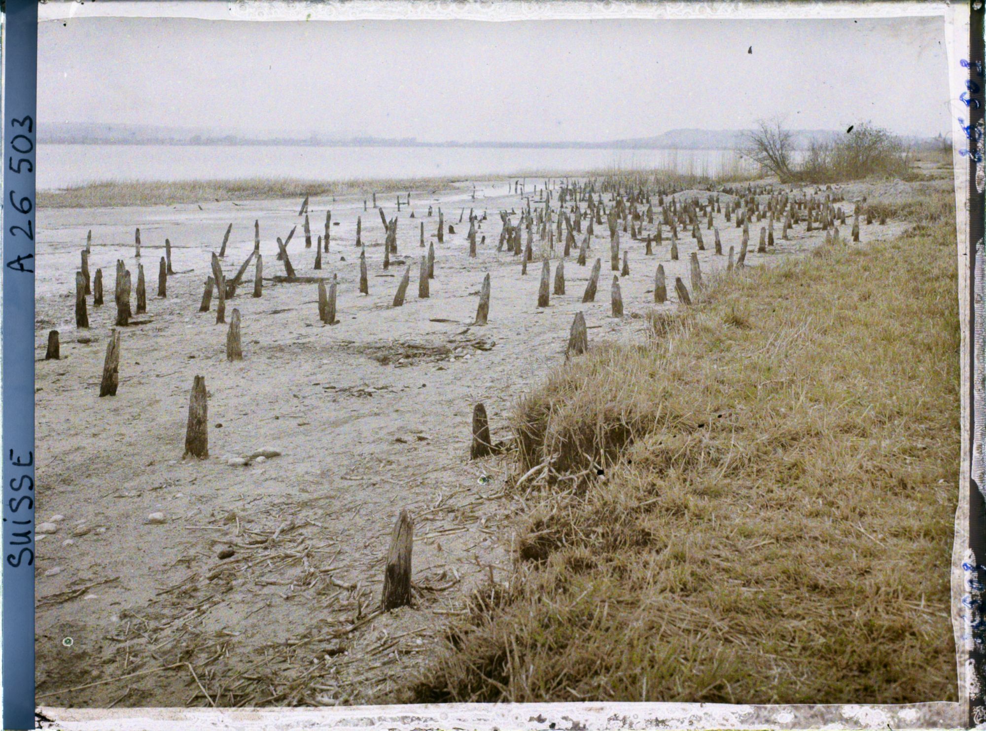 Image représentant Site palafittique préhistorique des Alpes, pieux en bois visibles lors de la baisse des eaux après la grande sécheresse de 1921