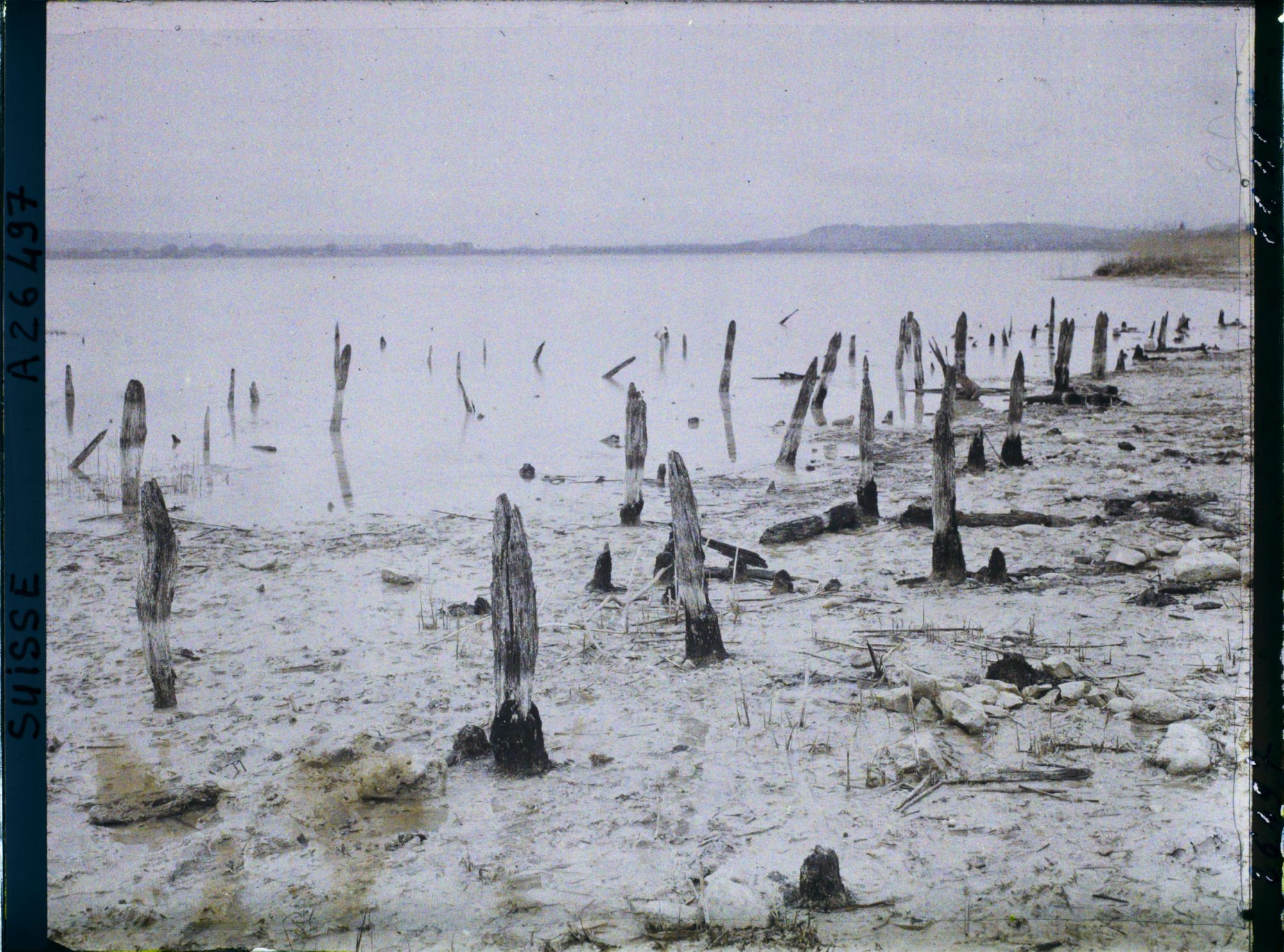 Image représentant Site palafittique préhistorique des Alpes, pieux en bois visibles lors de la baisse des eaux après la grande sécheresse de 1921