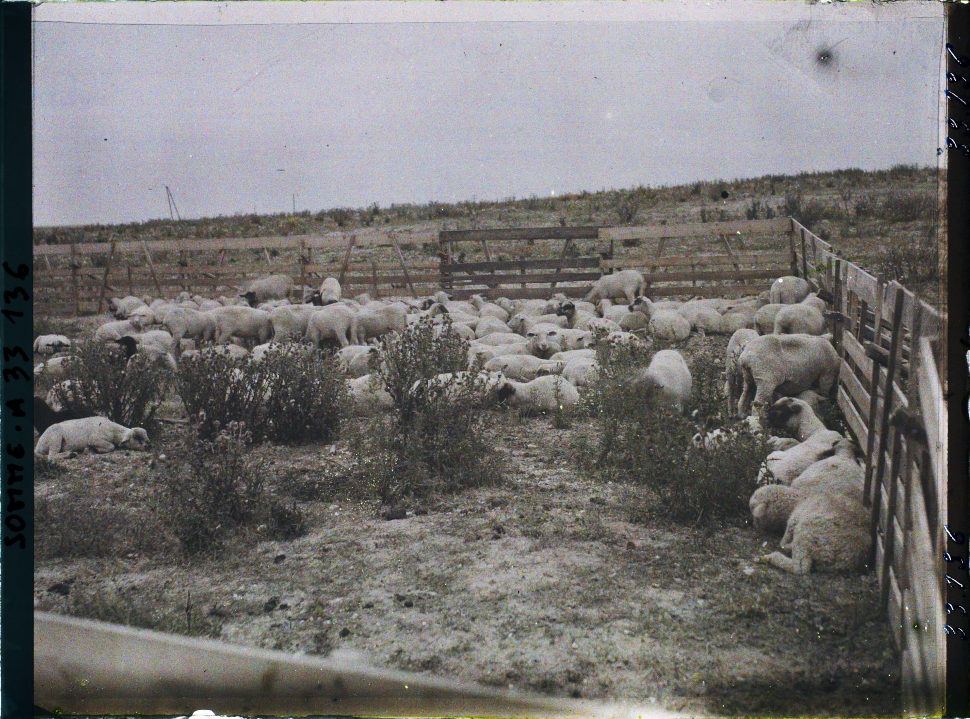 Image représentant Maurepas, Moutons au pacage