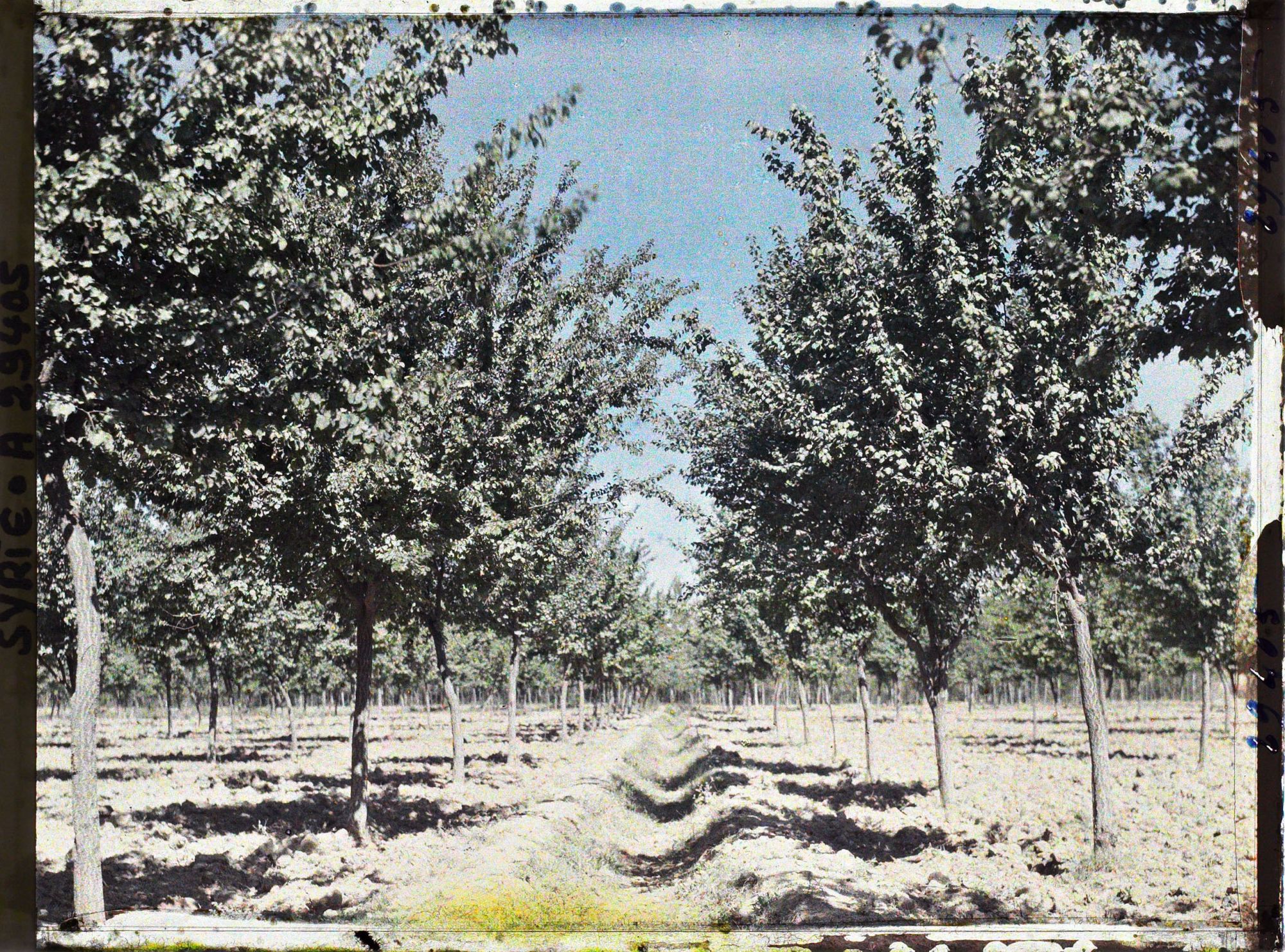 Image représentant Canal d'irrigation dans une plantation d'abricotiers