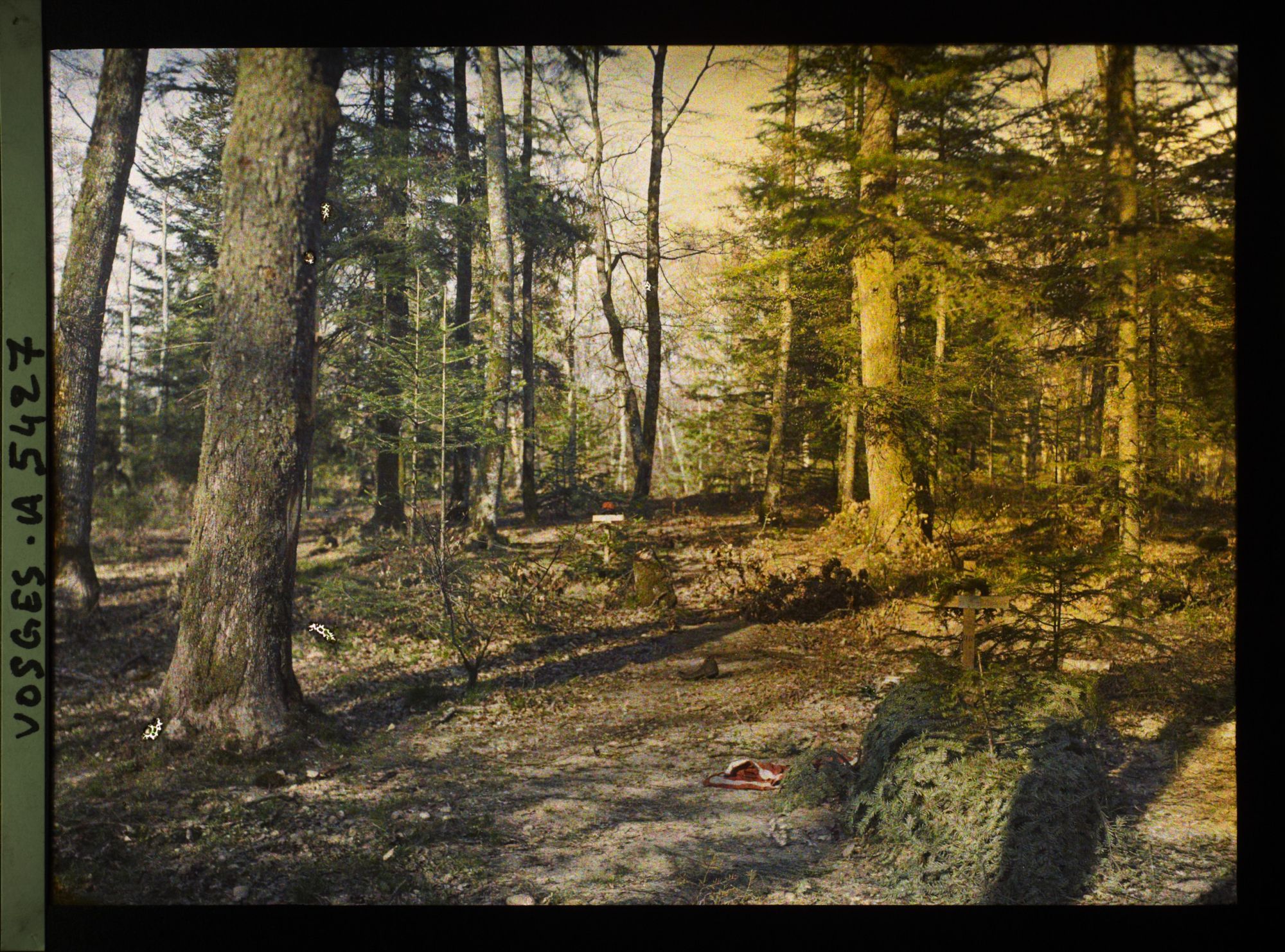 Image représentant Tombes de soldats dans les bois
