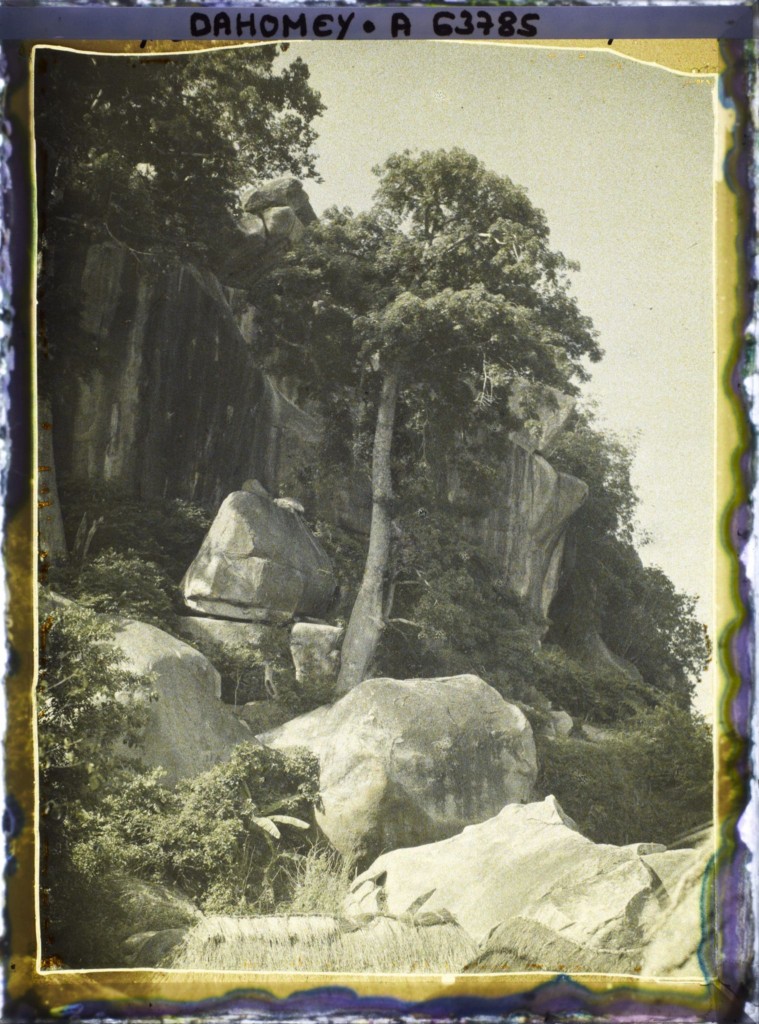 Image représentant Un kapokier à flanc de montagne