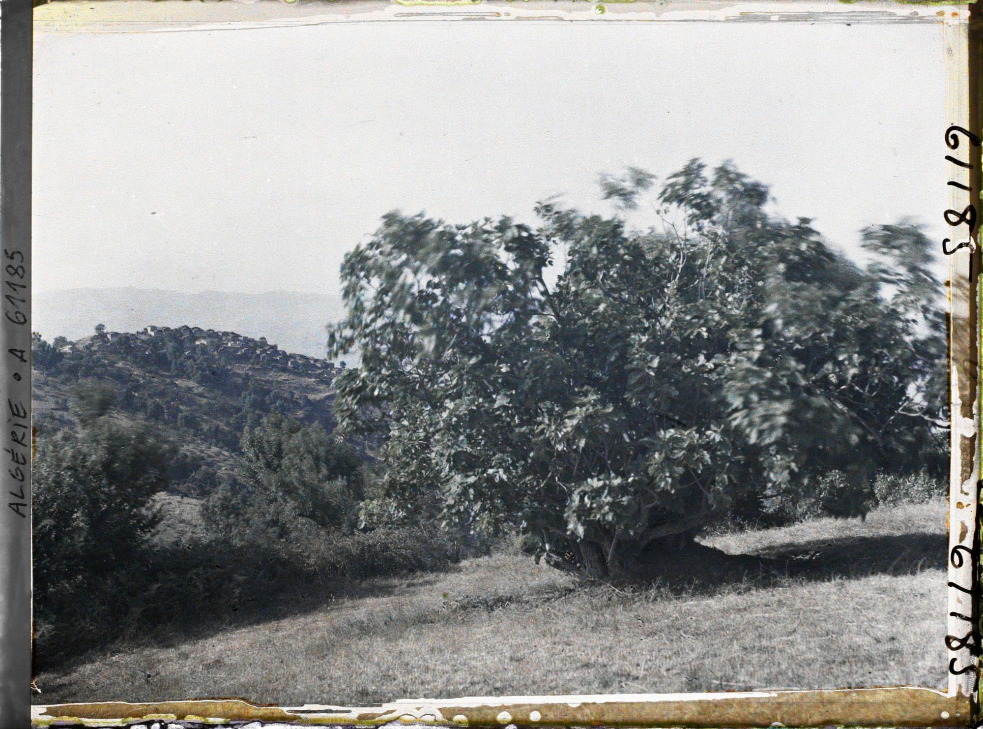 Image représentant Plantation de figuiers et village à l'arrière-plan