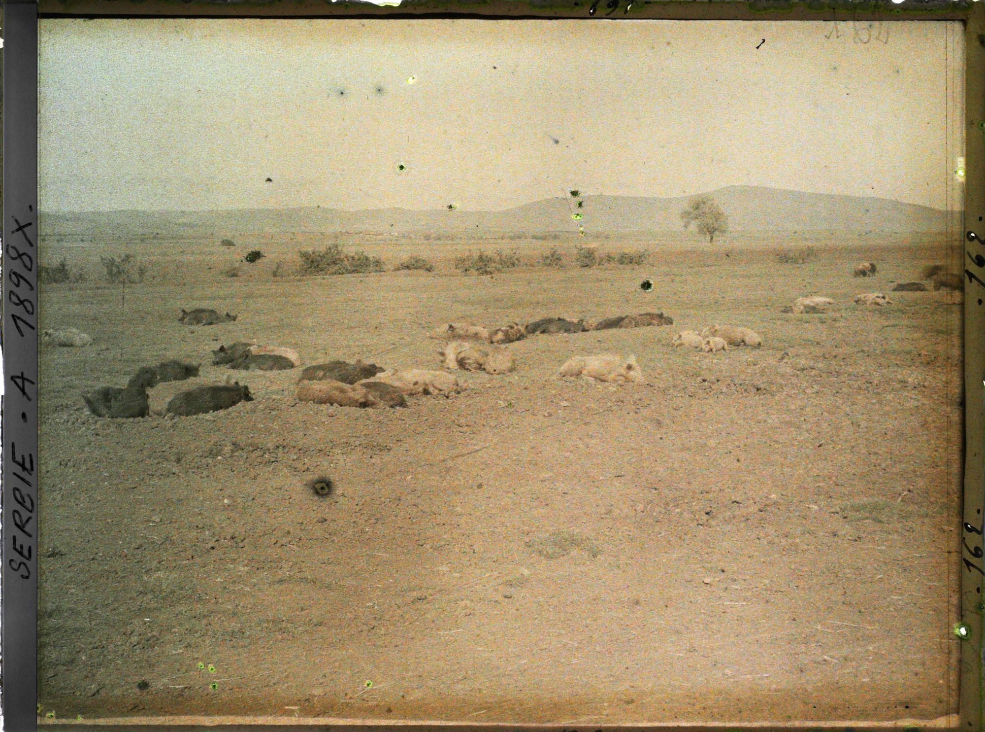 Image représentant Porcs au pâturage dans le Kosovo Polje ou plaine du Kosovo