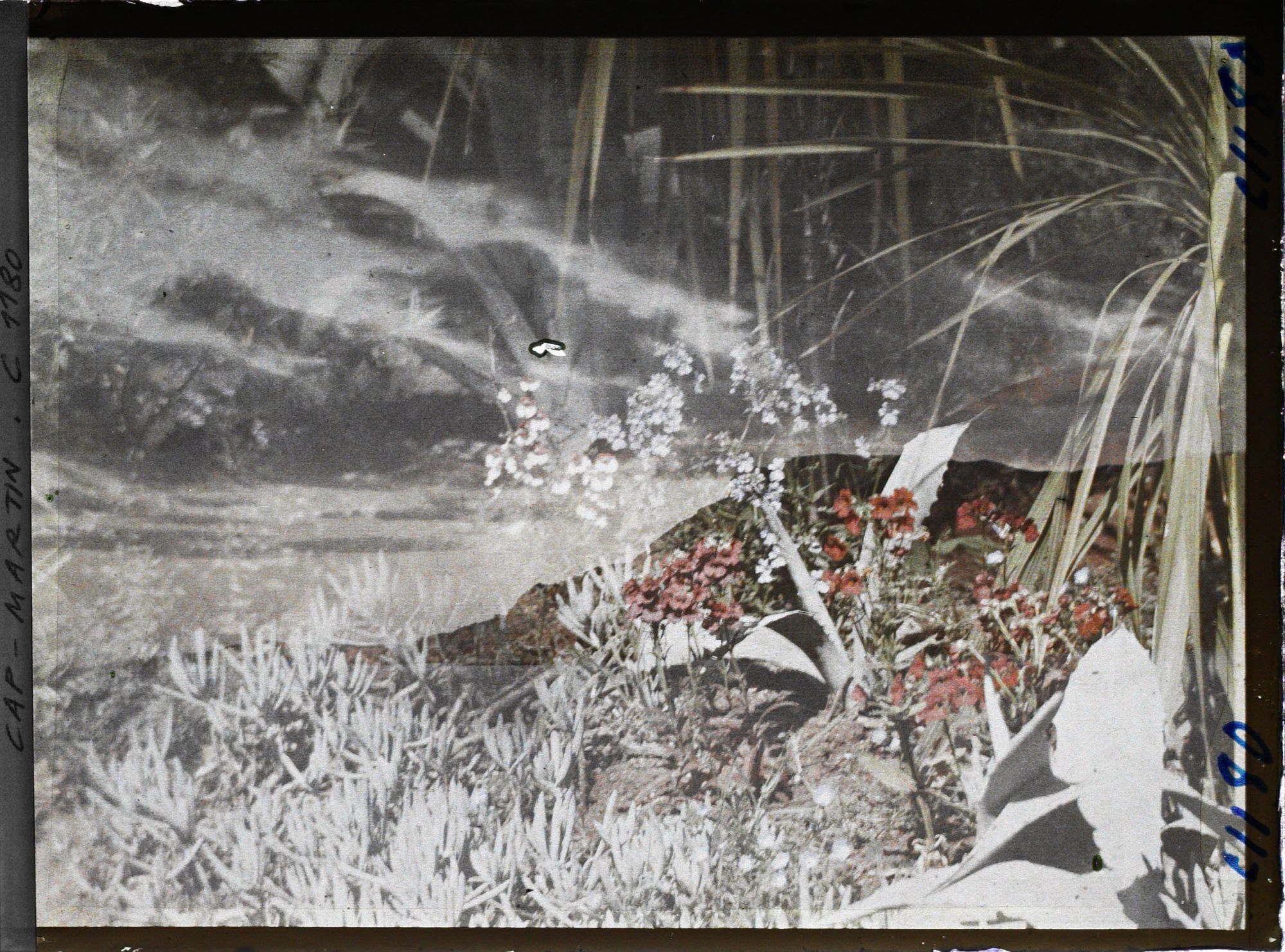 Image représentant le jardin