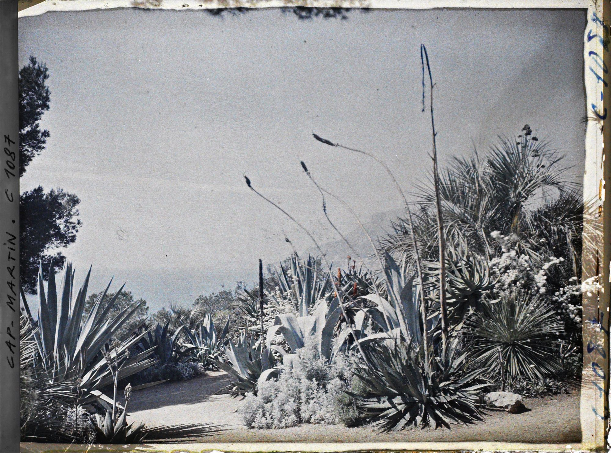 Image représentant le Jardin