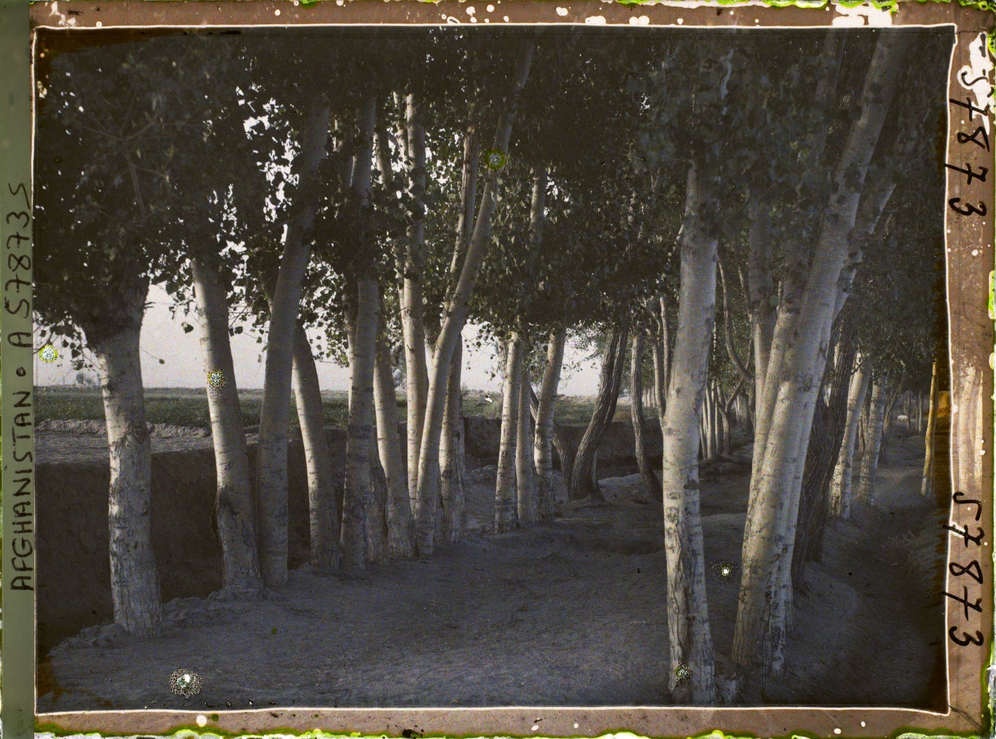 Image représentant Allée de bouleaux