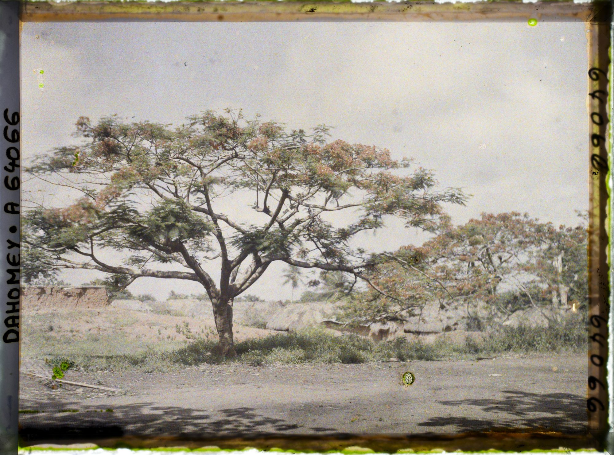 Image représentant Des flamboyants en fleurs le long d'une route