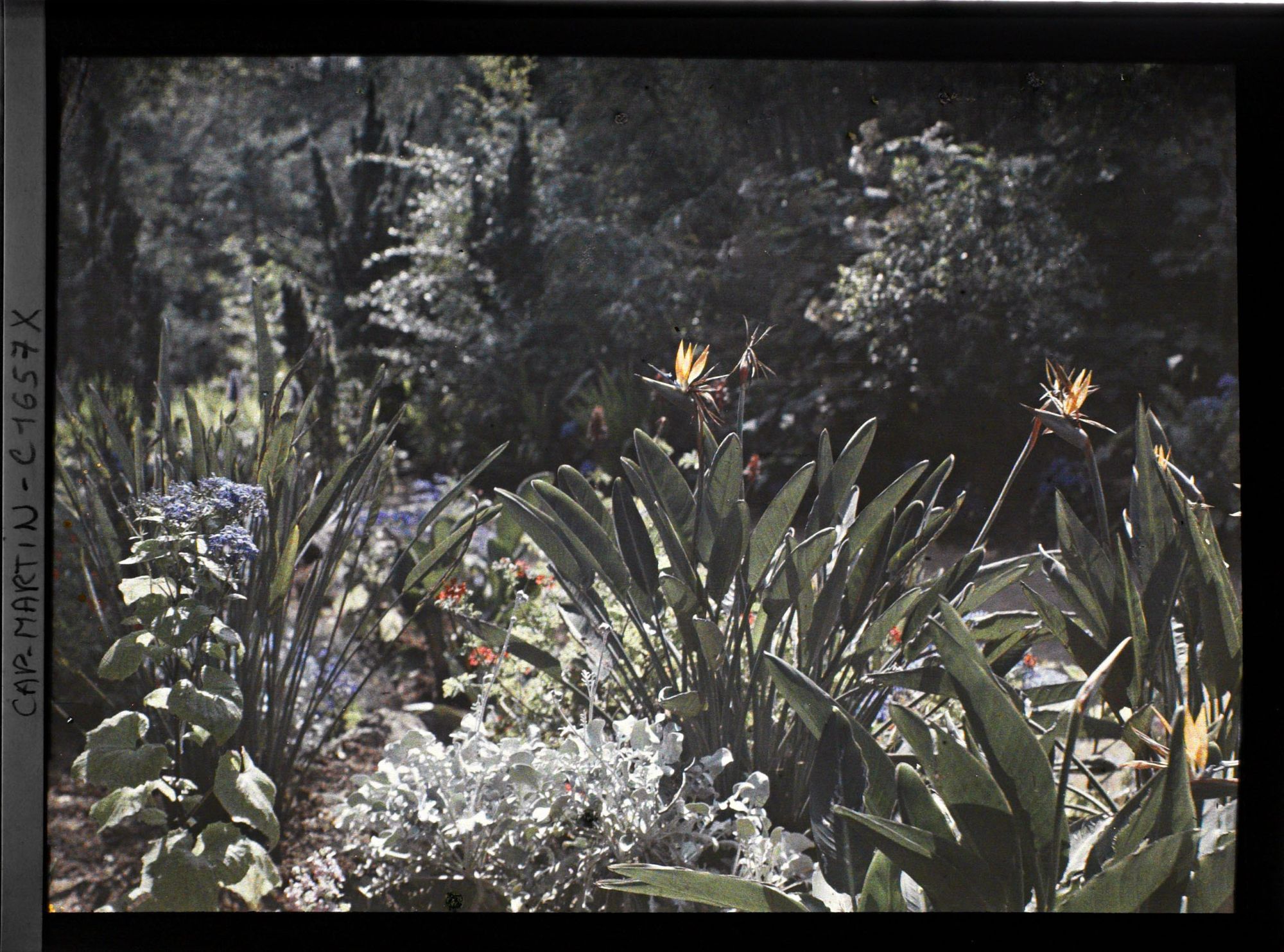 Image représentant Plants de strelitzias en fleurs dans un massif fleuri