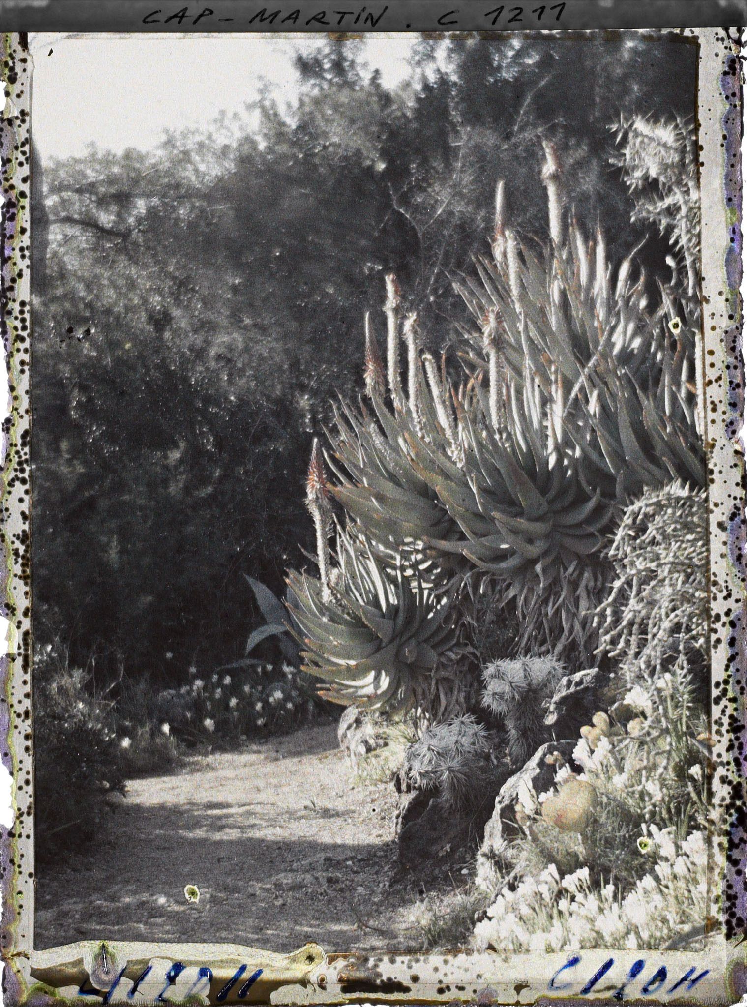 Image représentant le Jardin