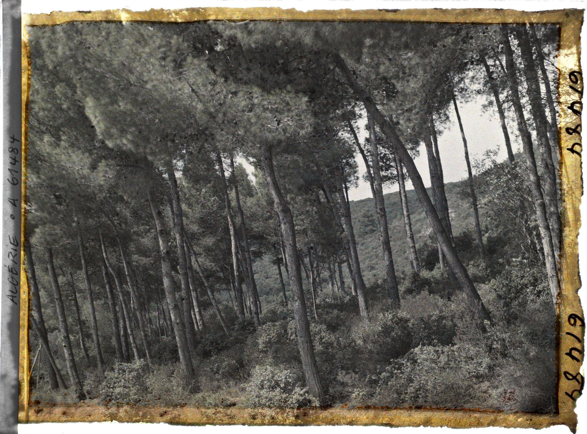 Image représentant Sous-bois de pins maritimes sur les pentes du djebel Gouraya