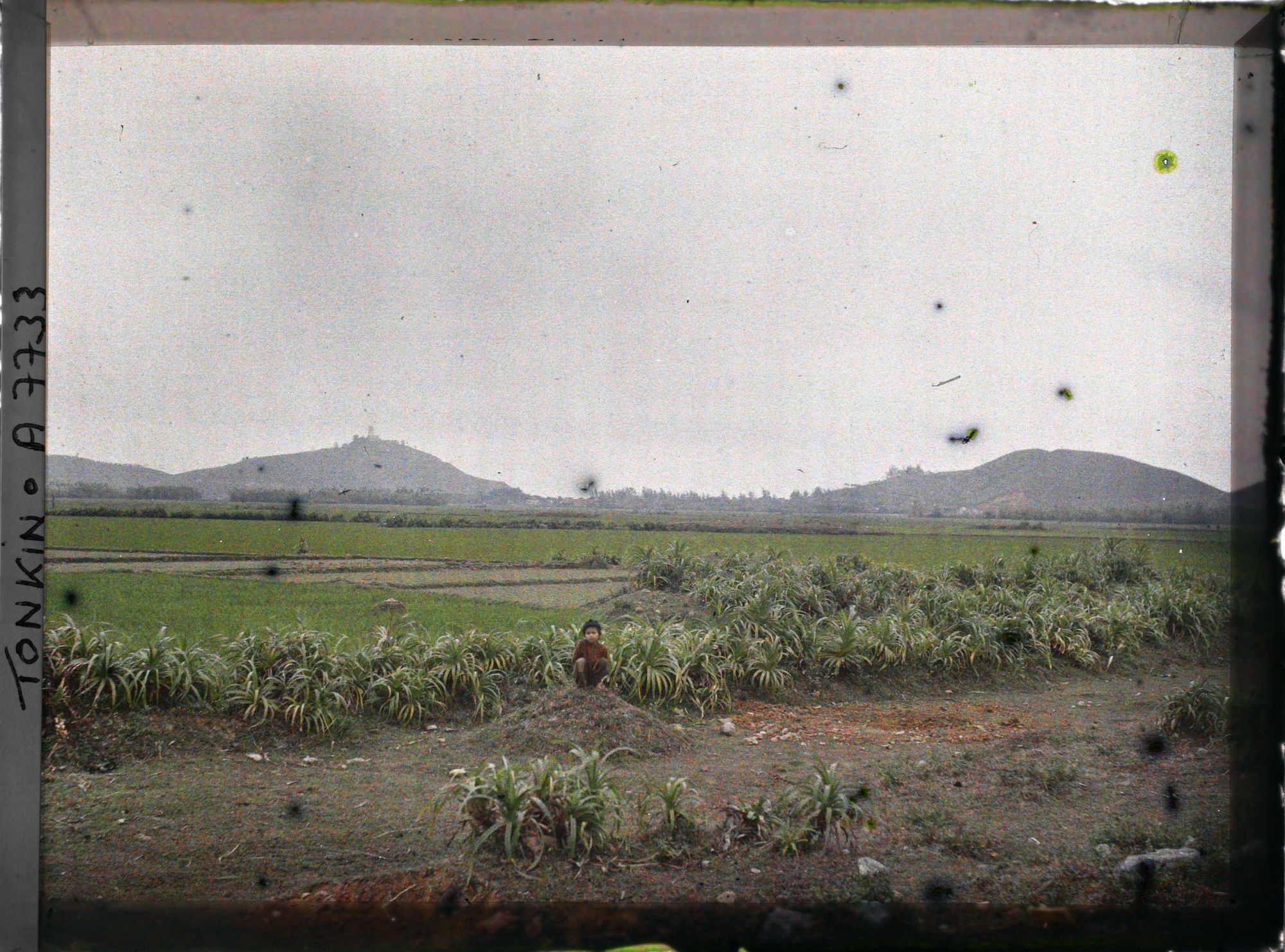 Image représentant Un paysage de rizières