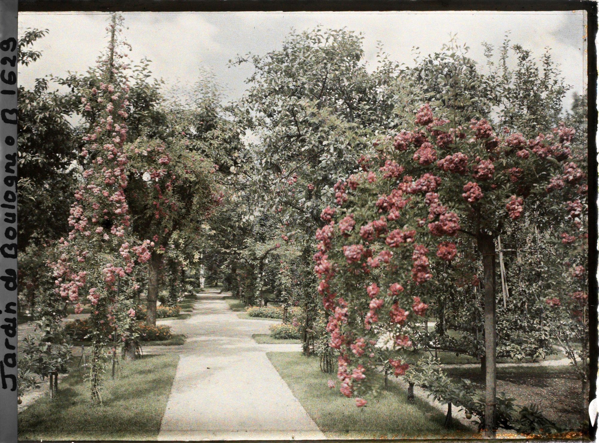 Image représentant Rosiers en fleurs au bord d'une allée menant à la forêt bleue, dans la partie est du verger-roseraie