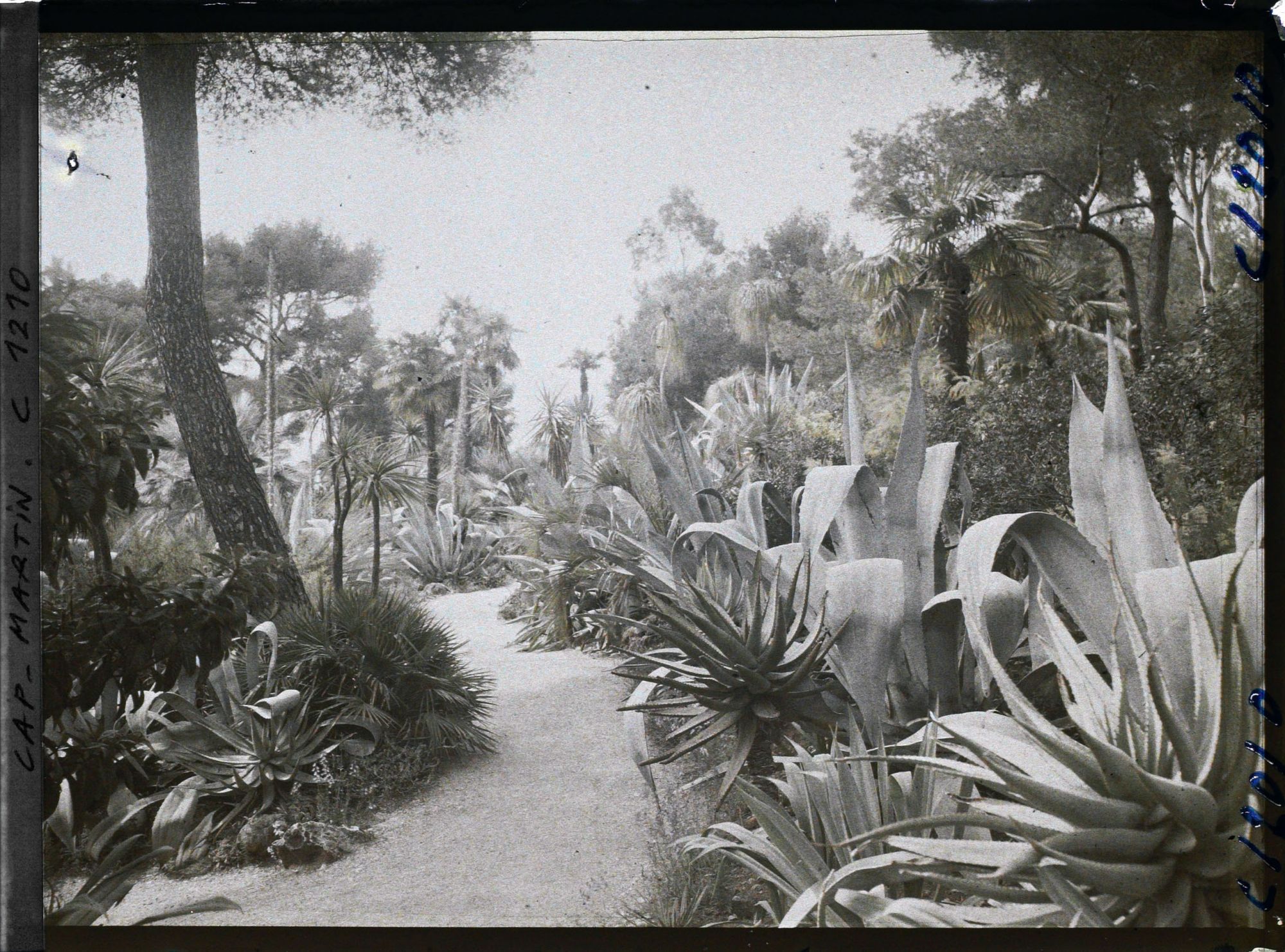 Image représentant le Jardin