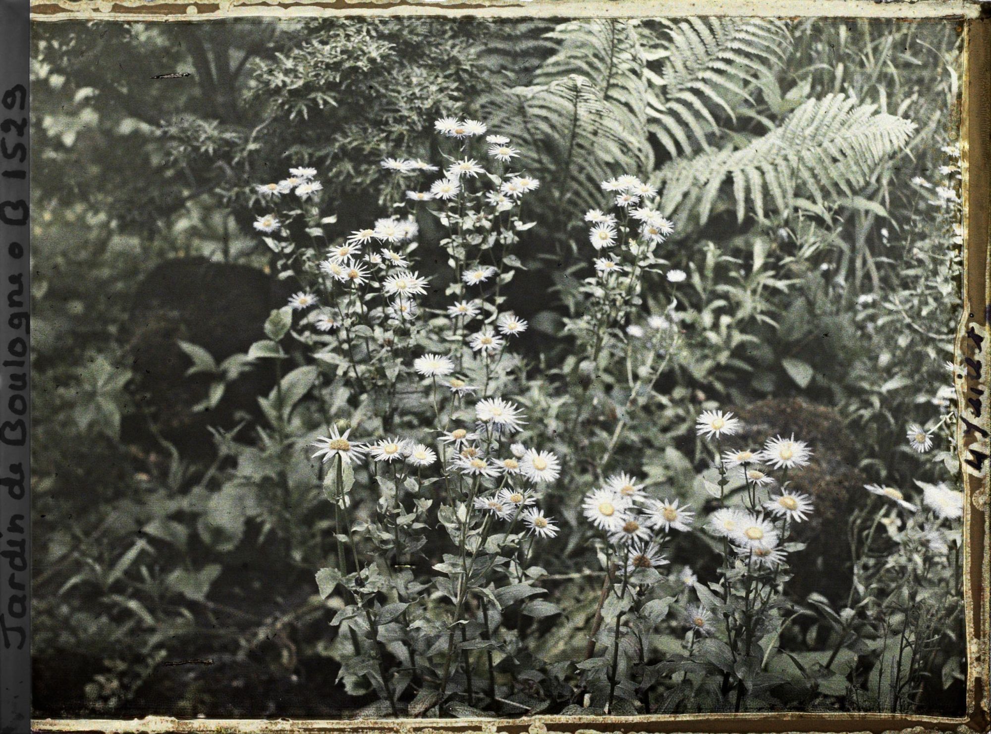 Image représentant Buisson d'Asters