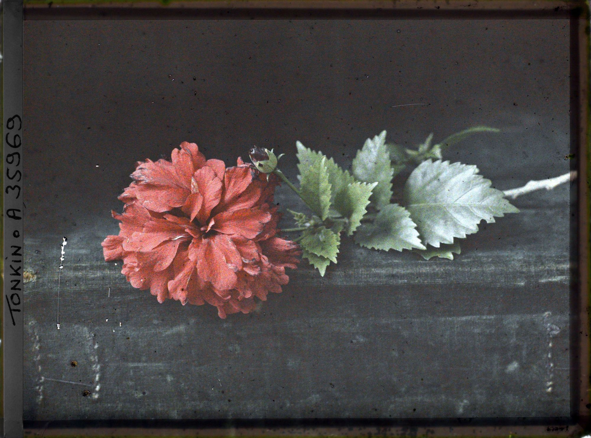 Image représentant Des feuilles et une fleur d'hibiscus rouge, double