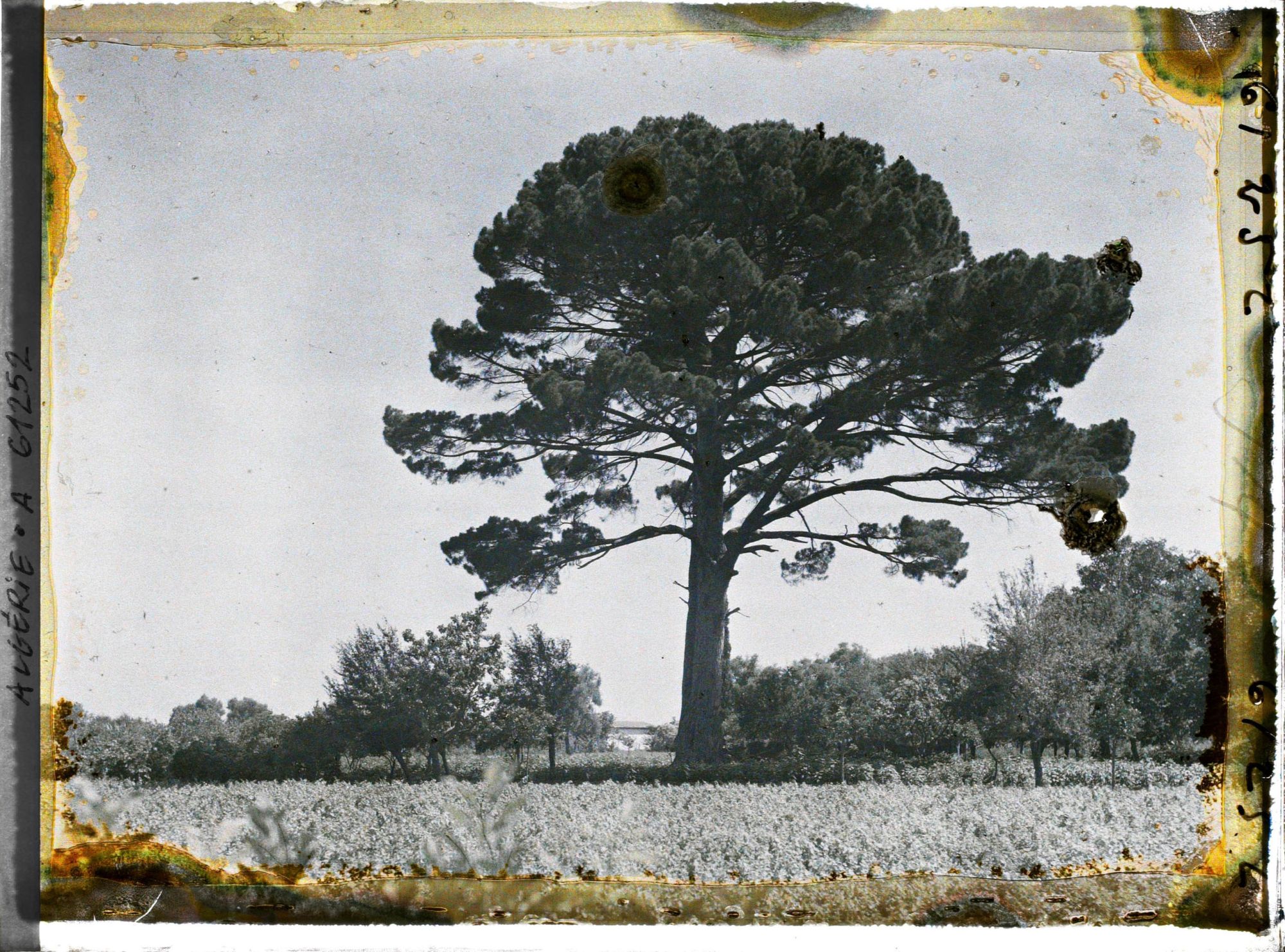 Image représentant Un pin centenaire