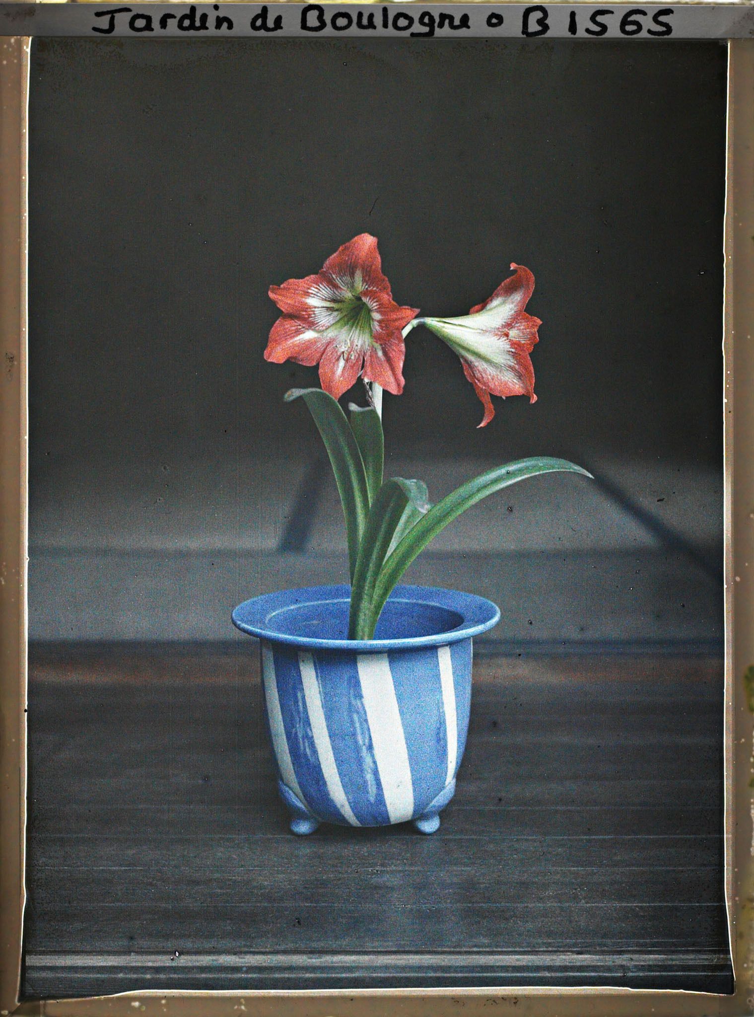 Image représentant Amaryllis en fleurs dans un pot de faïence, à l'intérieur d'une maison du " village japonais "