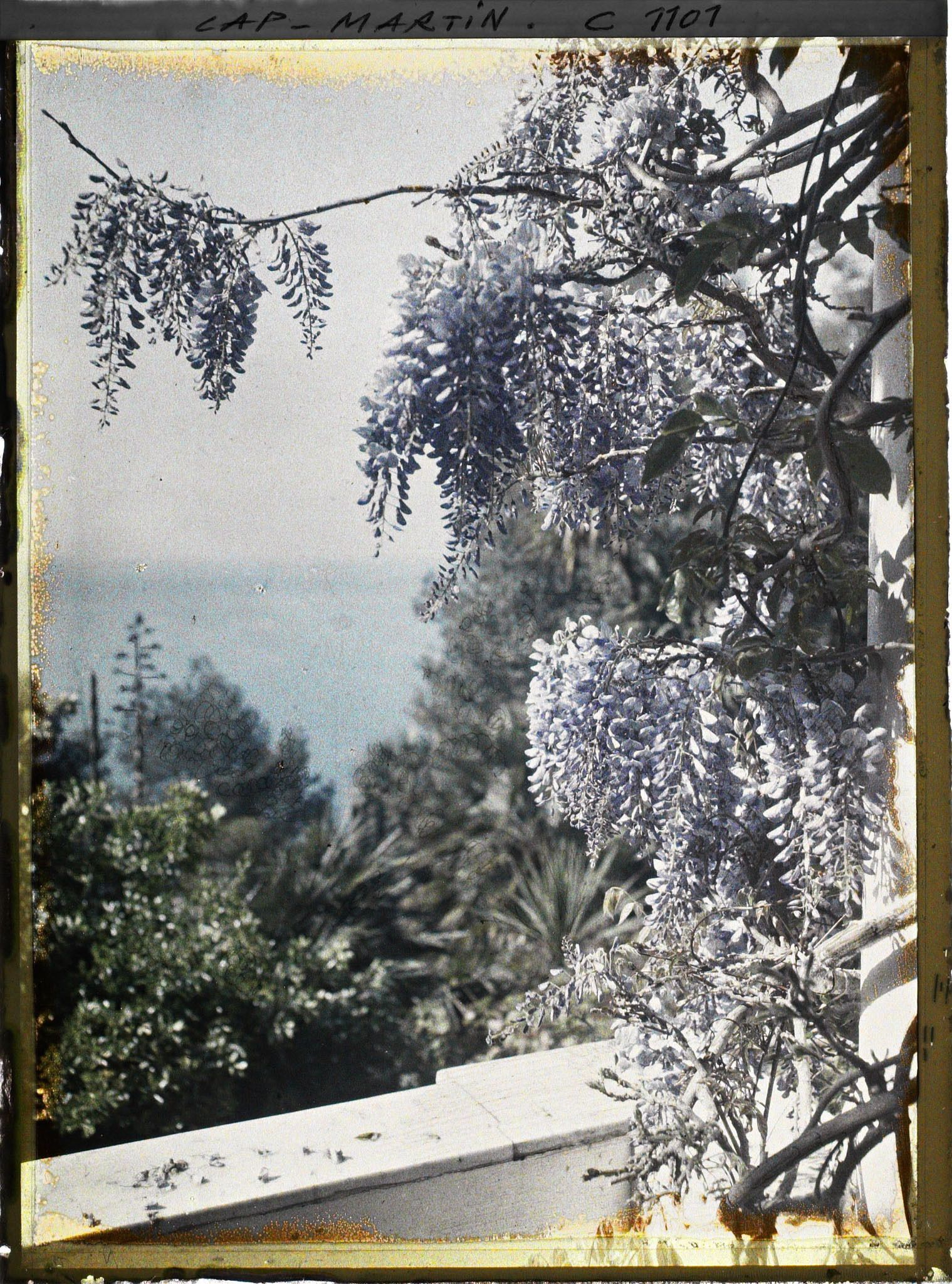 Image représentant le Jardin glycines