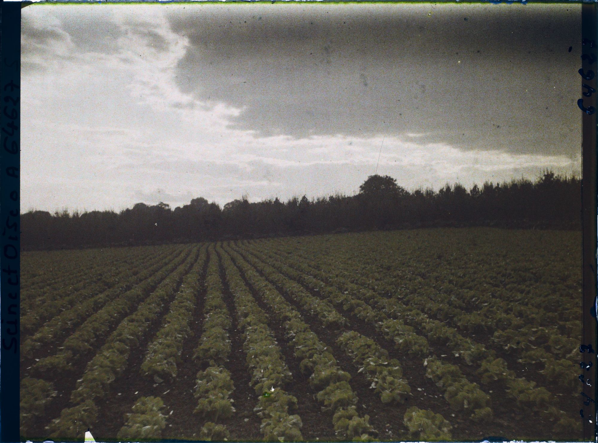 Image représentant Ile de France, Sarcelles St Brieuc, Effets du Soir sur Cultures