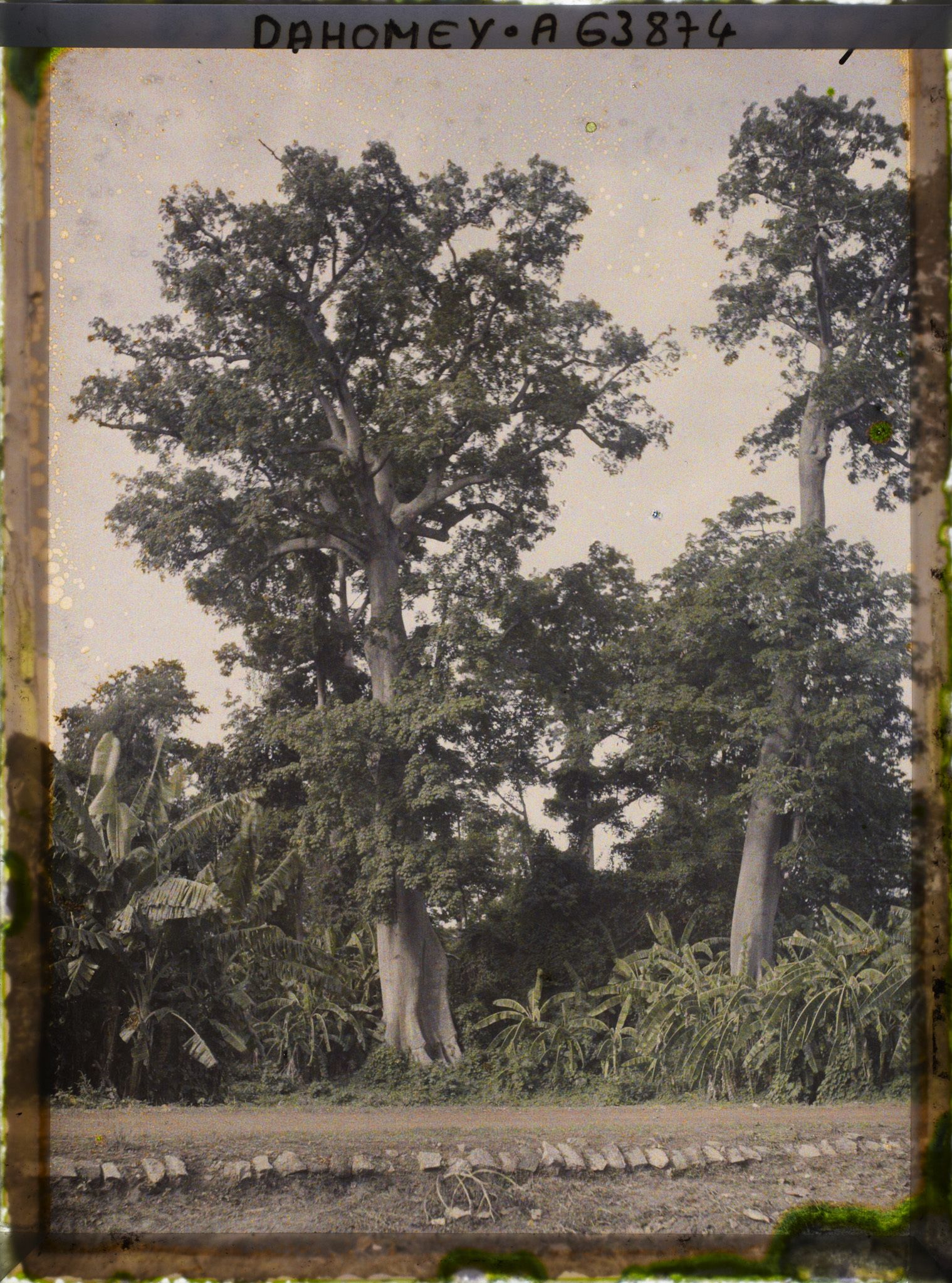 Image représentant Des kapokiers et des bananiers