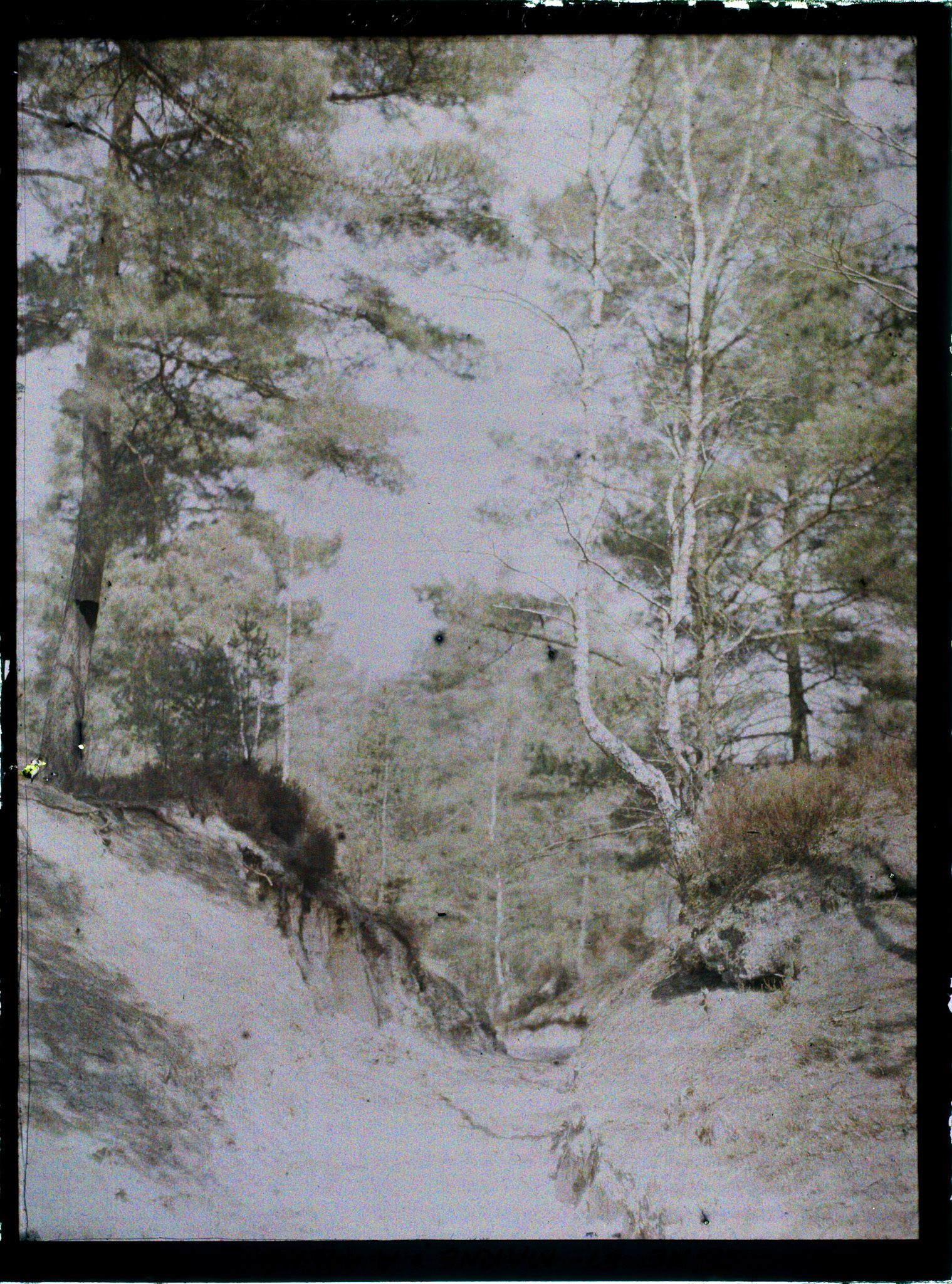 Image représentant France, Fontainebleau, Forêt de Fontainebleau