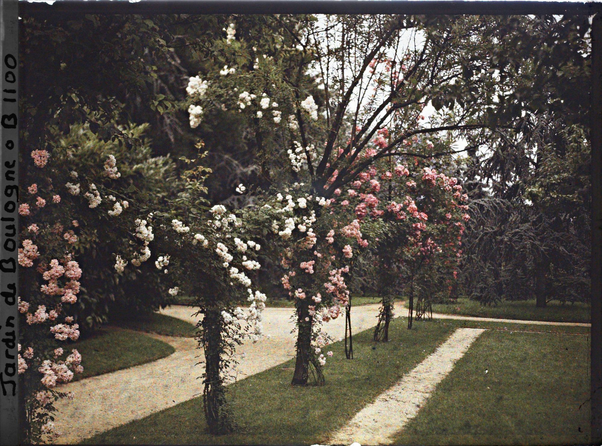 Image représentant Rosiers en fleurs dans le coin nord-ouest du verger-roseraie, vu en direction de la forêt bleue