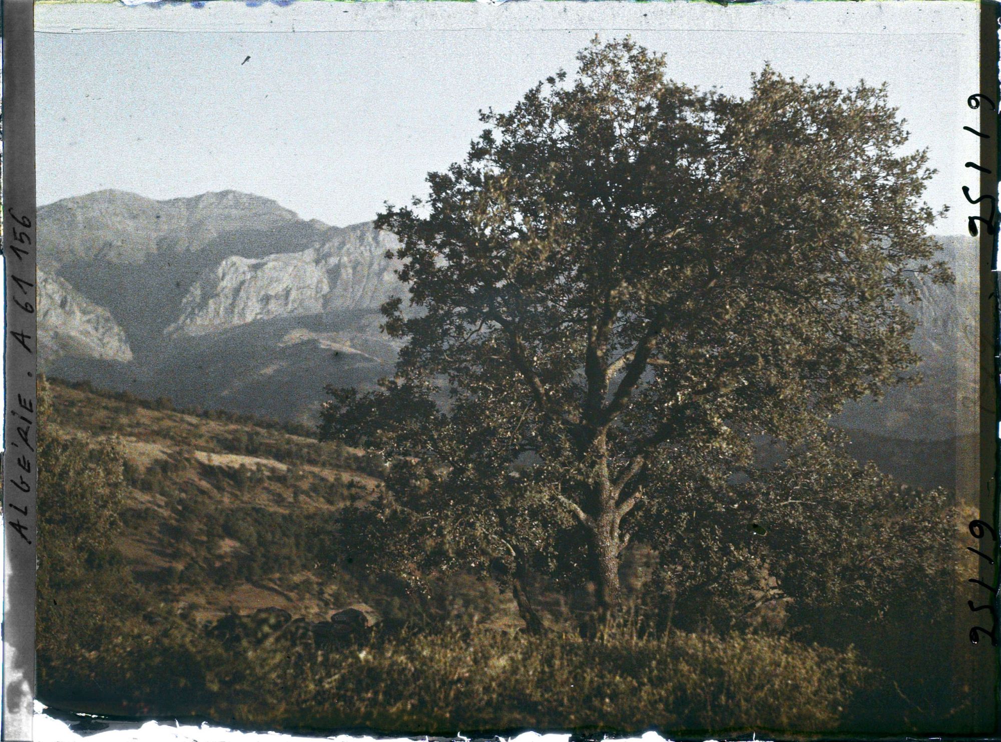 Image représentant Paysage avec un chêne zéen