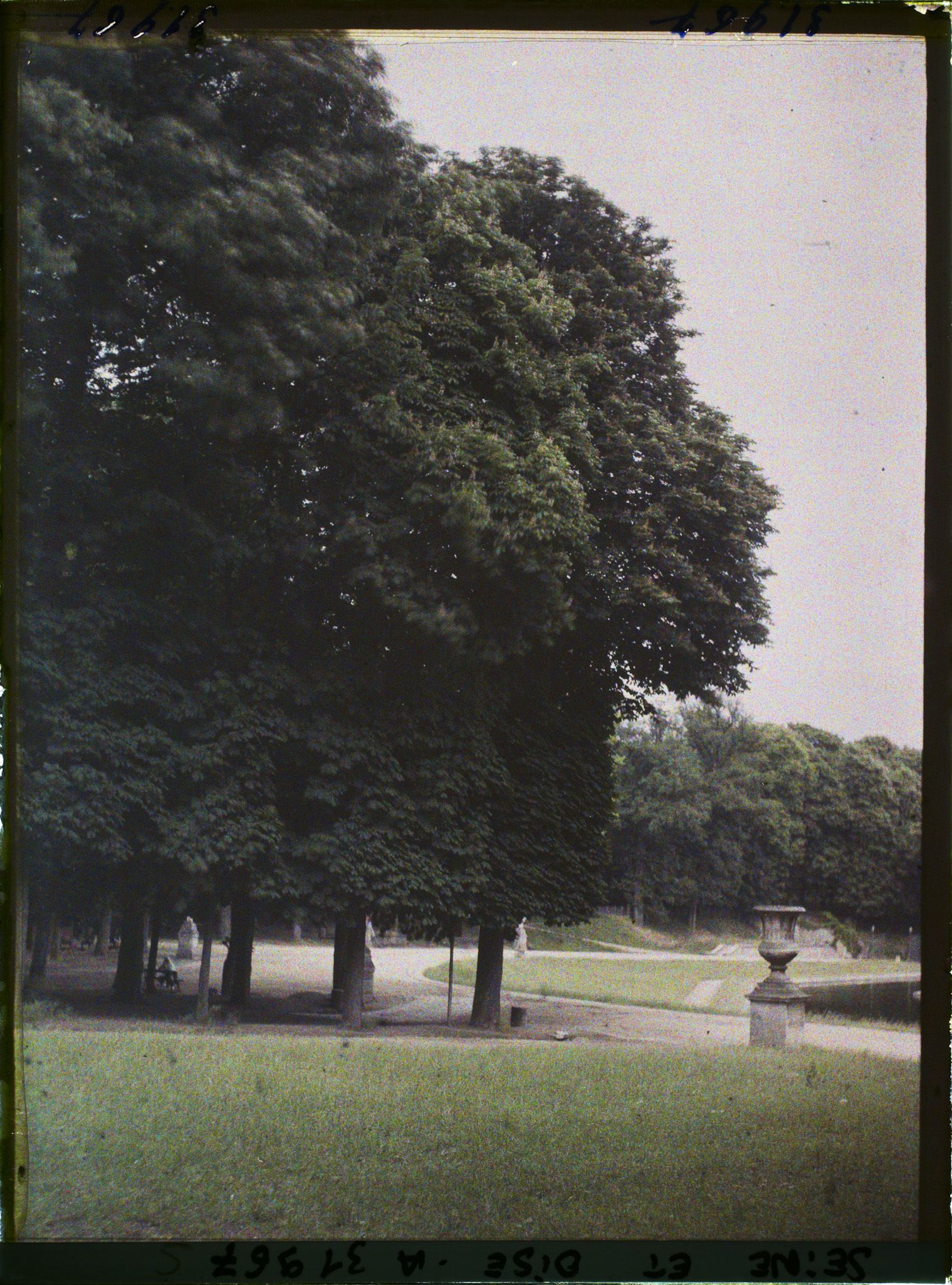 Image représentant Marronniers en fleurs aux abords de la Grande Gerbe, dans le parc