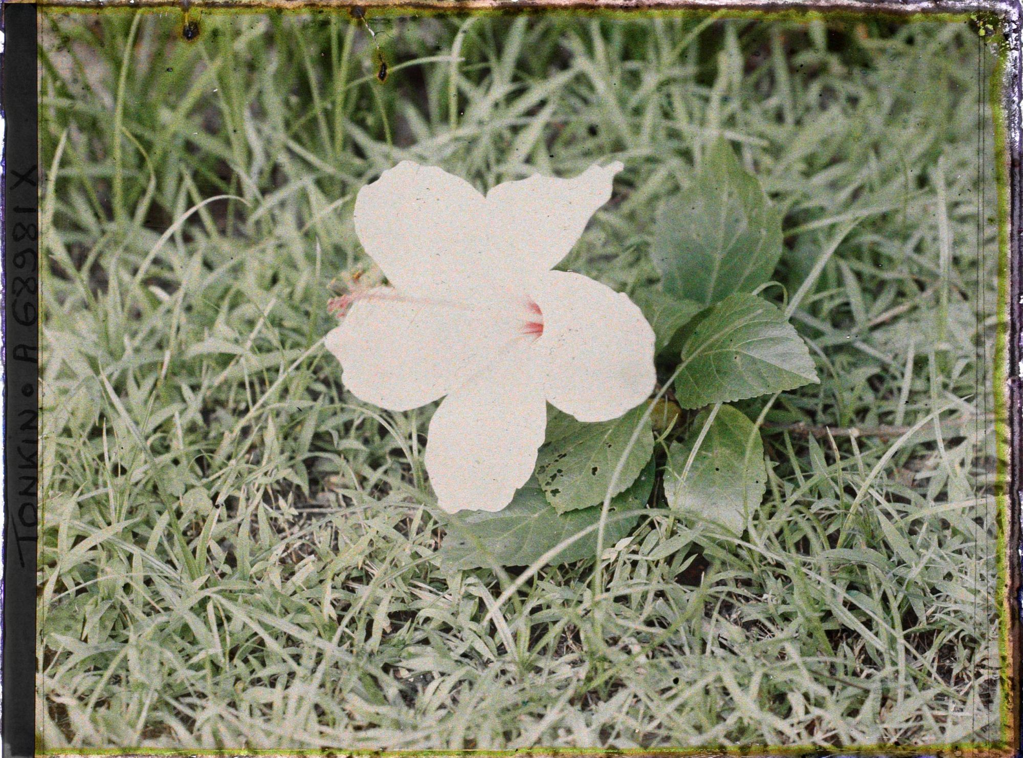 Image représentant Un rameau d'hibiscus blanc à fleur simple, coupé