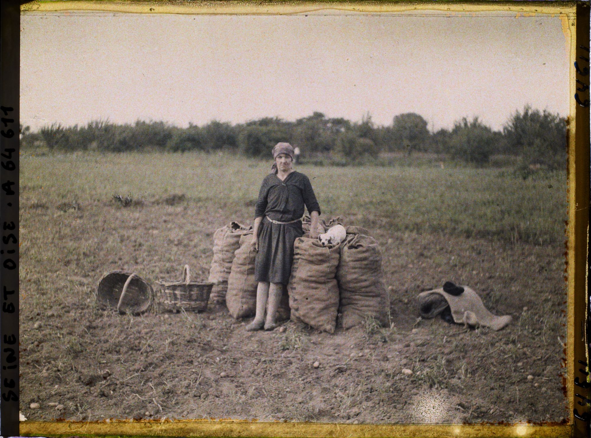 Image représentant Femme occupée à ensacher les pommes de terre