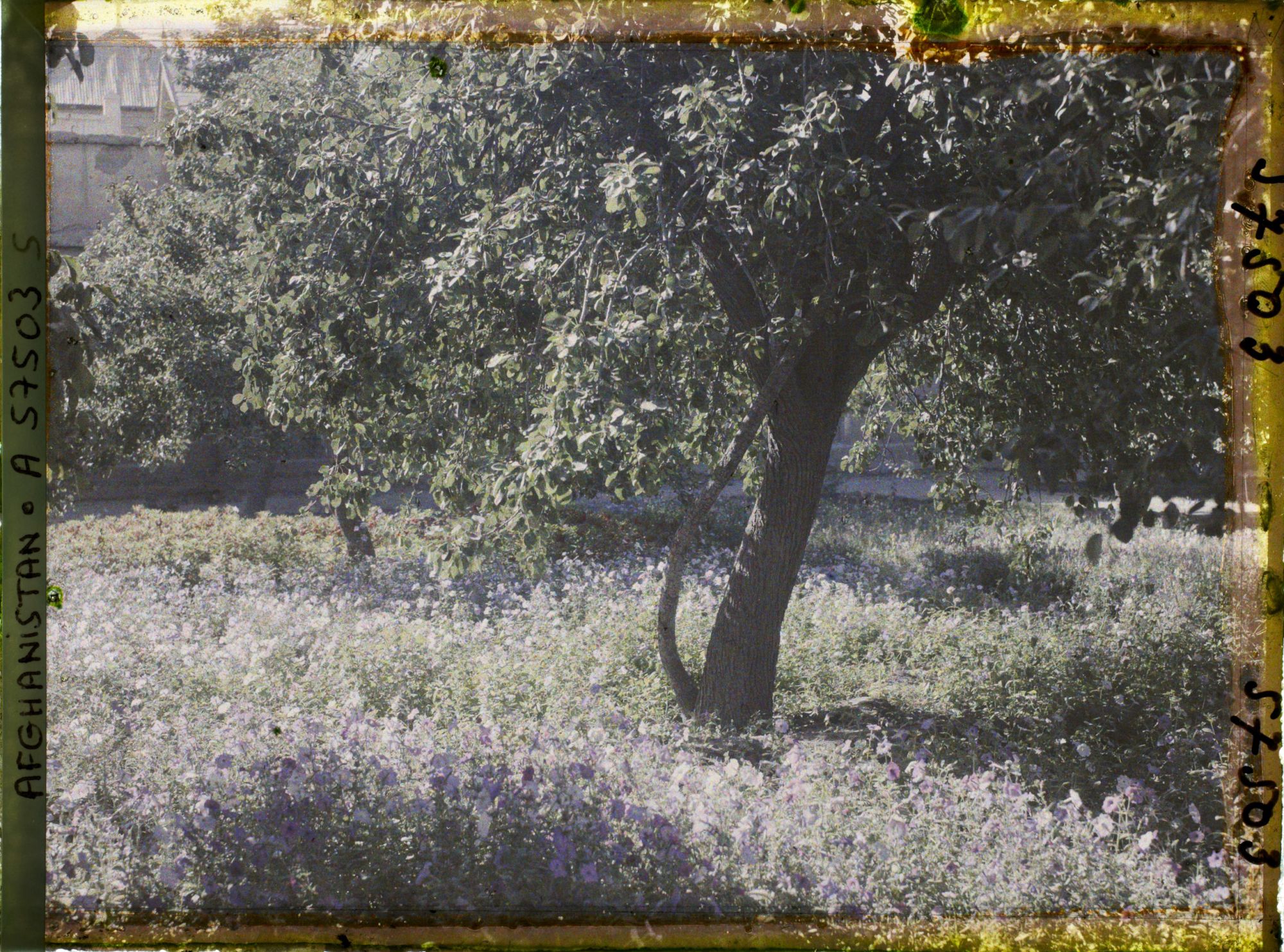 Image représentant Dans un parc (sans doute celui du mausolée d'Abdour Rahmân)
