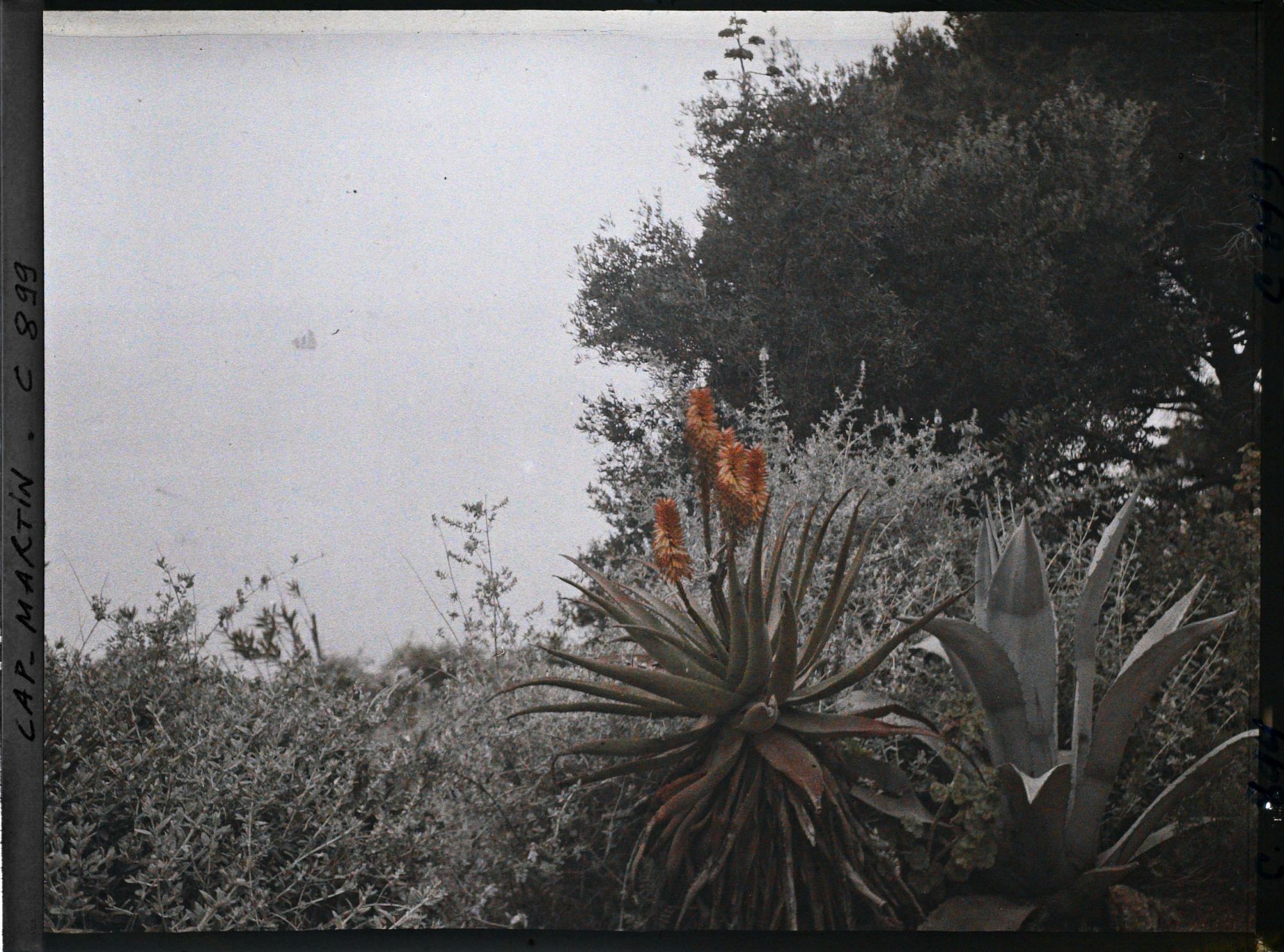 Image représentant Plantes exotiques face à la mer