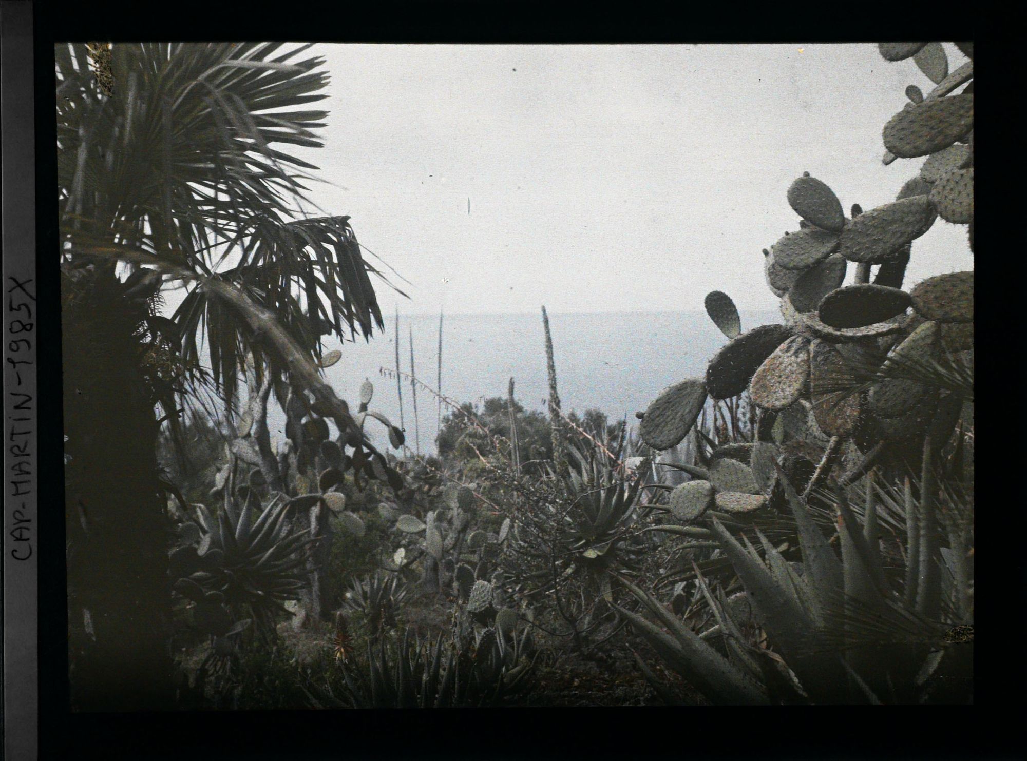 Image représentant Espace planté de palmier, cactus, beschornérias, aloès et autres végétaux, dominant la mer